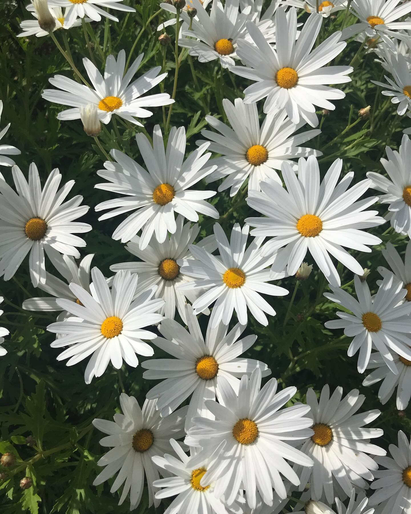 Happy International Women’s Day!
To all the amazing women in my life! Today and every day, I celebrate your strength, resilience, and beauty. Thank you for trusting me with your self-care journey. Wishing you love, relaxation, and empowerment!
You already have what it takes to succeed!
#womensday #womensupportingwomen