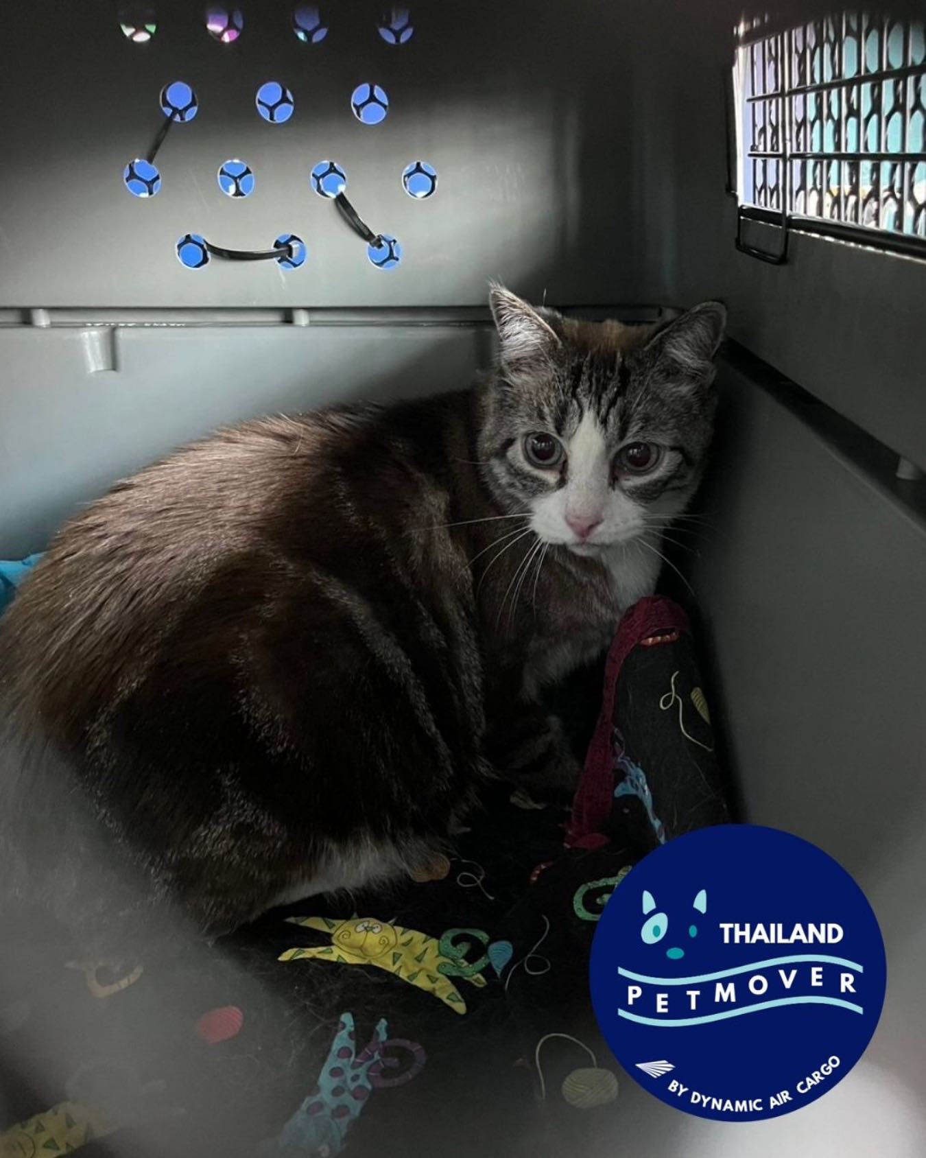 🇺🇸 🛬 🇹🇭
After a long flight from Seattle, Fred is now reunited with pawrents in their new home 🥰
——————————————————
🐶 Thailand Pet Mover
🐱 Where Pet Lover Meets Pet Mover
🐰 Inquire via LINE: @thailandpetmover
🐯 Or Email: service@dynamicaircargo.com
🐹 Our DMs are not monitored
🐷 A trade mark service managed by Dynamic Air Cargo, a member of IPATA and IATA.
——————————————————
Please make sure you contact direct to our customer service team
#bangkok #traveller #importer #exporters #animals #thailandpetmover #petrelocationservices #petrelocation
#animallovers #pet #petmoverthailand #petshipping #dynamicaircargo #thailandpetrelocation #petrelocationthailand
#worldwideshipping #petmover #petlover #cats #doglover #ขนส่งสัตว์เลี้ยงไปต่างประเทศ #หมา #แมว #ขนส่งสัตว์เลี้ยง #doglovers #dogs #pets #petboarding