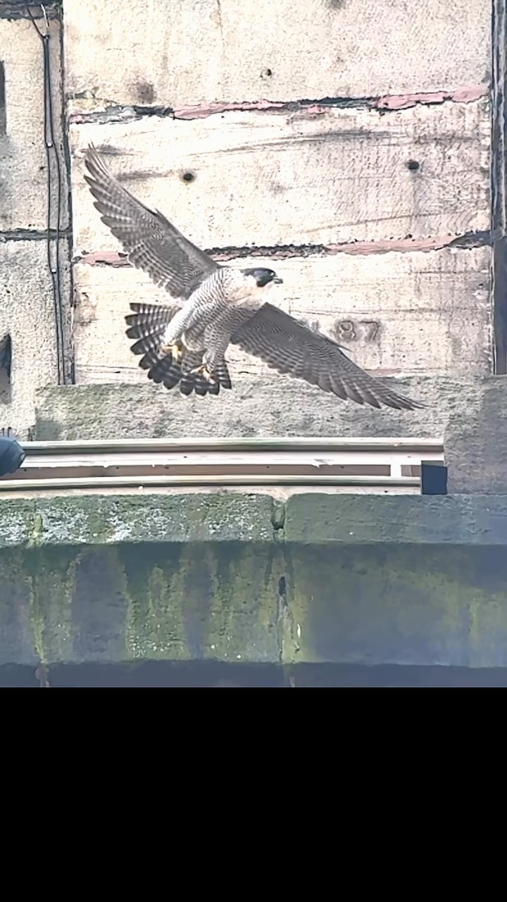 Check out our upcoming events on our Facebook page, starting with a Peregrine watch at Lister Mill on Saturday 22nd March. Here’s our resident female, taking off from the Lister Mill nestbox today.