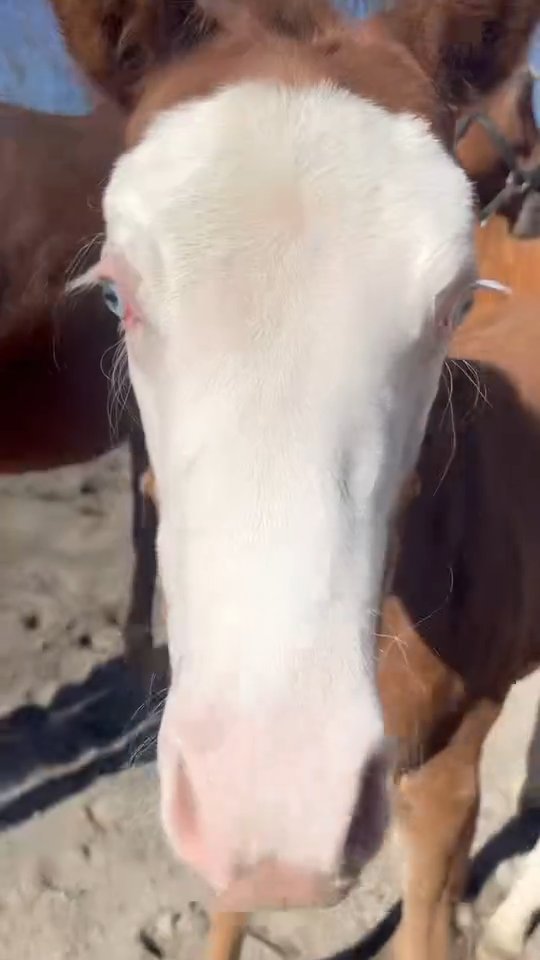 The zoomies are contagious! We can't wait until we can put these foals out in the grass pastures!
Lil Miss Mambo Cash x @thekidsgottagun
#nrha #horse #reining #reininghorse #farm #barn #horses #nrhareining #ranch #equestrianlife #foal #foalingseason #baby #foalsofinstagram #foalsof2025 #equine