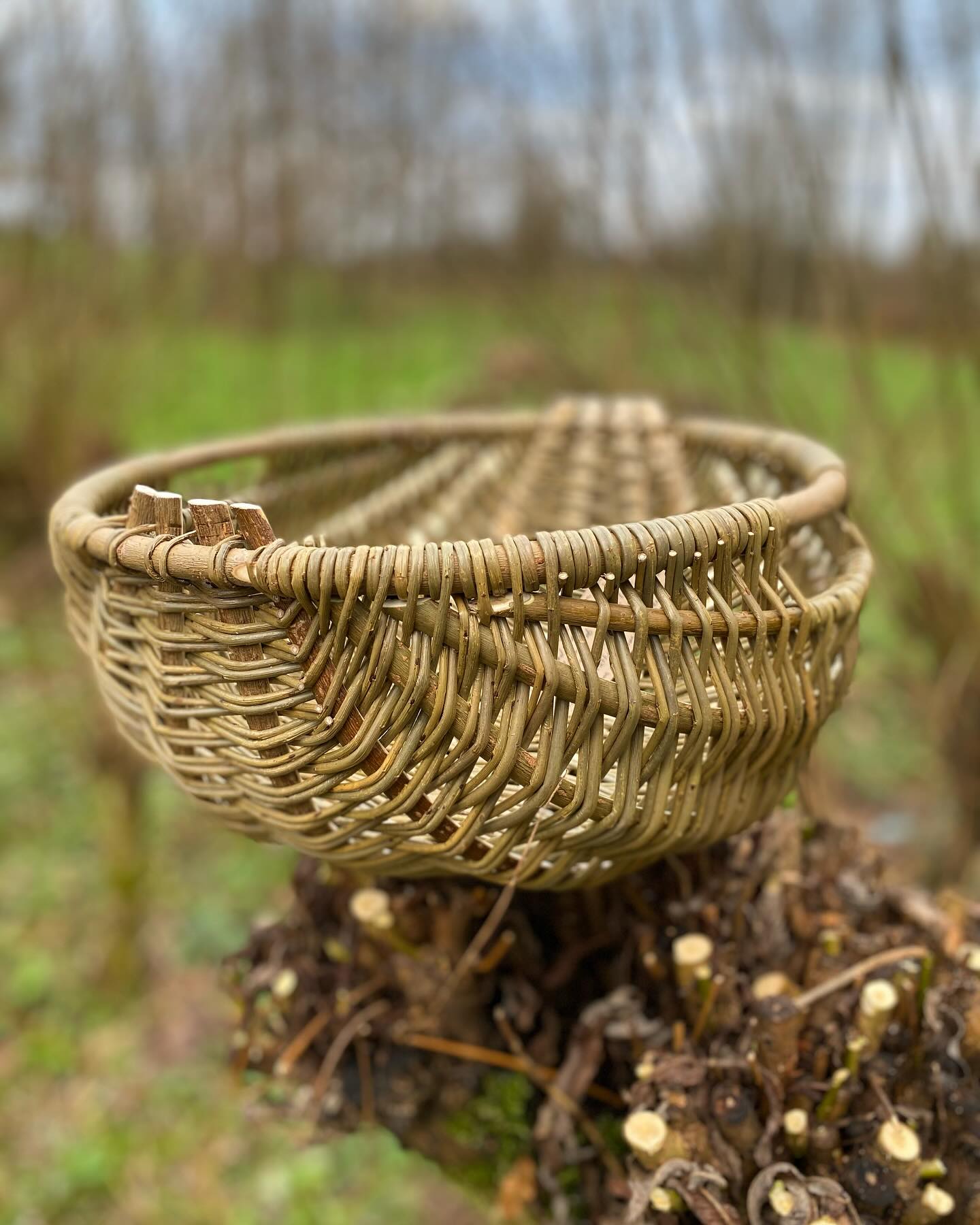 I’m enjoying these photos of the Welsh cyntell baskets I wove recently sitting on top of the big willow which I harvested for the hoops and ribs (ie the skeleton of the basket)
It’s one of the true joys of growing my own willow bed, having such a direct connection with the materials, the best kind of plant love 🌱❤️