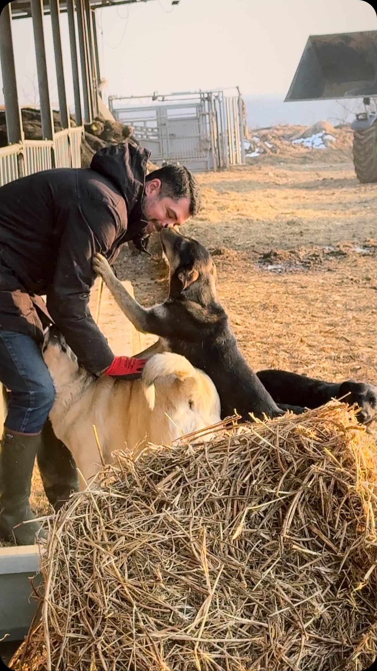 Love in excess on the farm 🤍 #regenerativefarming #grassfed #grassfedbeef #cattle #countryliving #romania