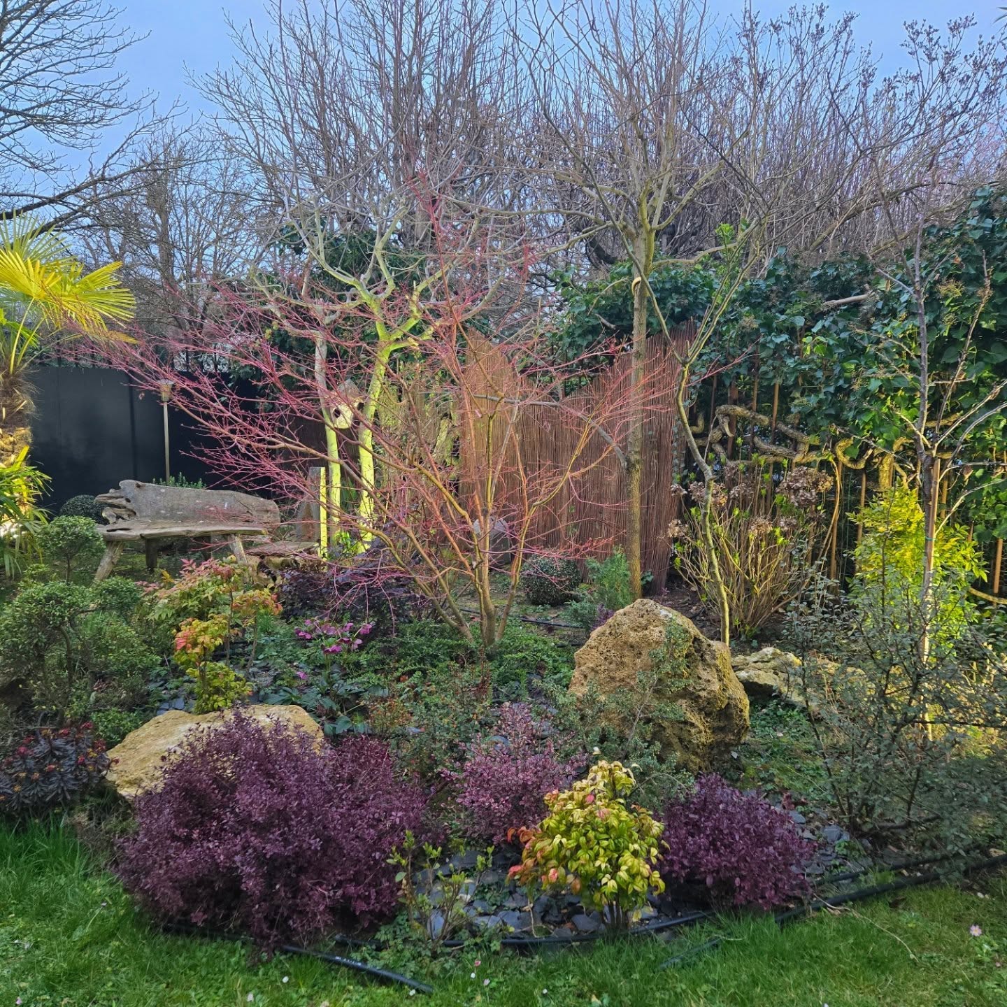 Merveille de jardin aux premices du printemps. Recompense du travail accompli.