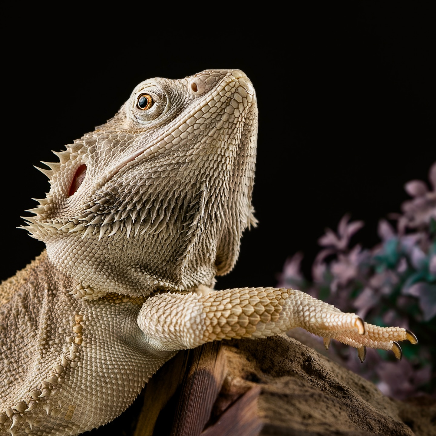 Barnaby the Bearded Dragon ✨
Who said that a Pet Session is just for your furry friends? We love each and every one of them, from paws to claws!