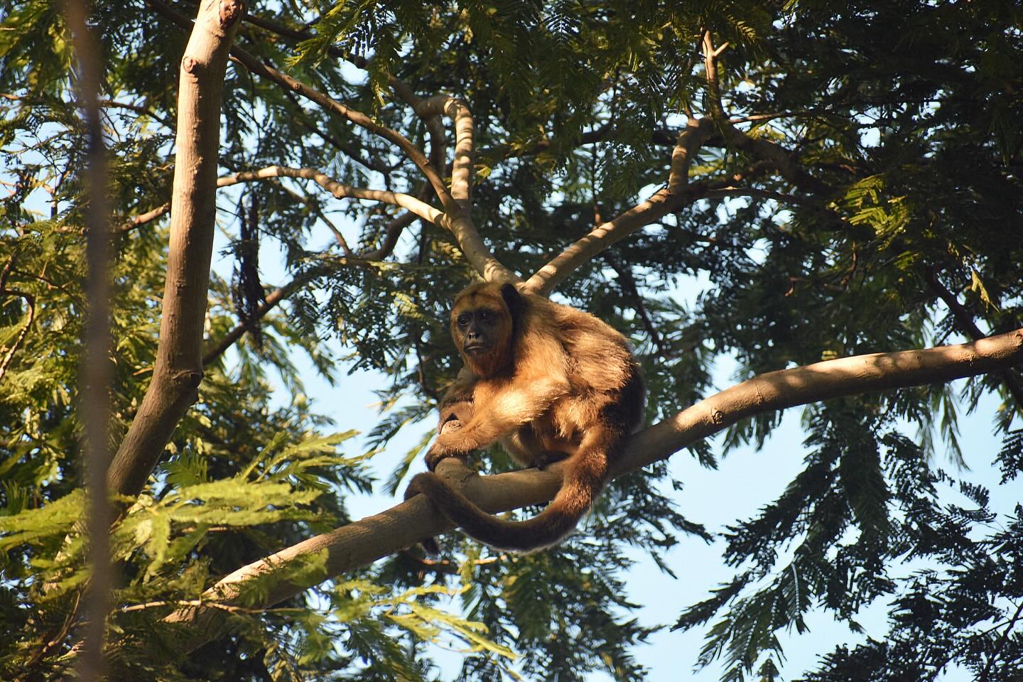 During our search for Jaguars, we were lucky enough to encounter this troop of Howler Monkeys multiple times! Every encounter was a blast, watching them jump through the canopy and snack on leaves, living their best life 🍃 🐒
#howlermonkeys #animals #pantanal #primates #monkeys #wildlife #brazil #brazilwildlife #primatesofinstagram