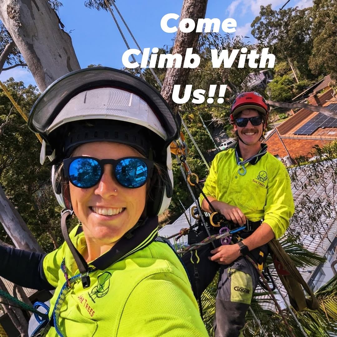We’re looking for a Cert 3 climbing arborist to join us at She Trees. Text us your details to: 0490 355 360 or email your work history and availability to admin@shetrees.com
And if you know someone, spread the word..... 📣
#trees #arborist #treeworkers #arboriculture