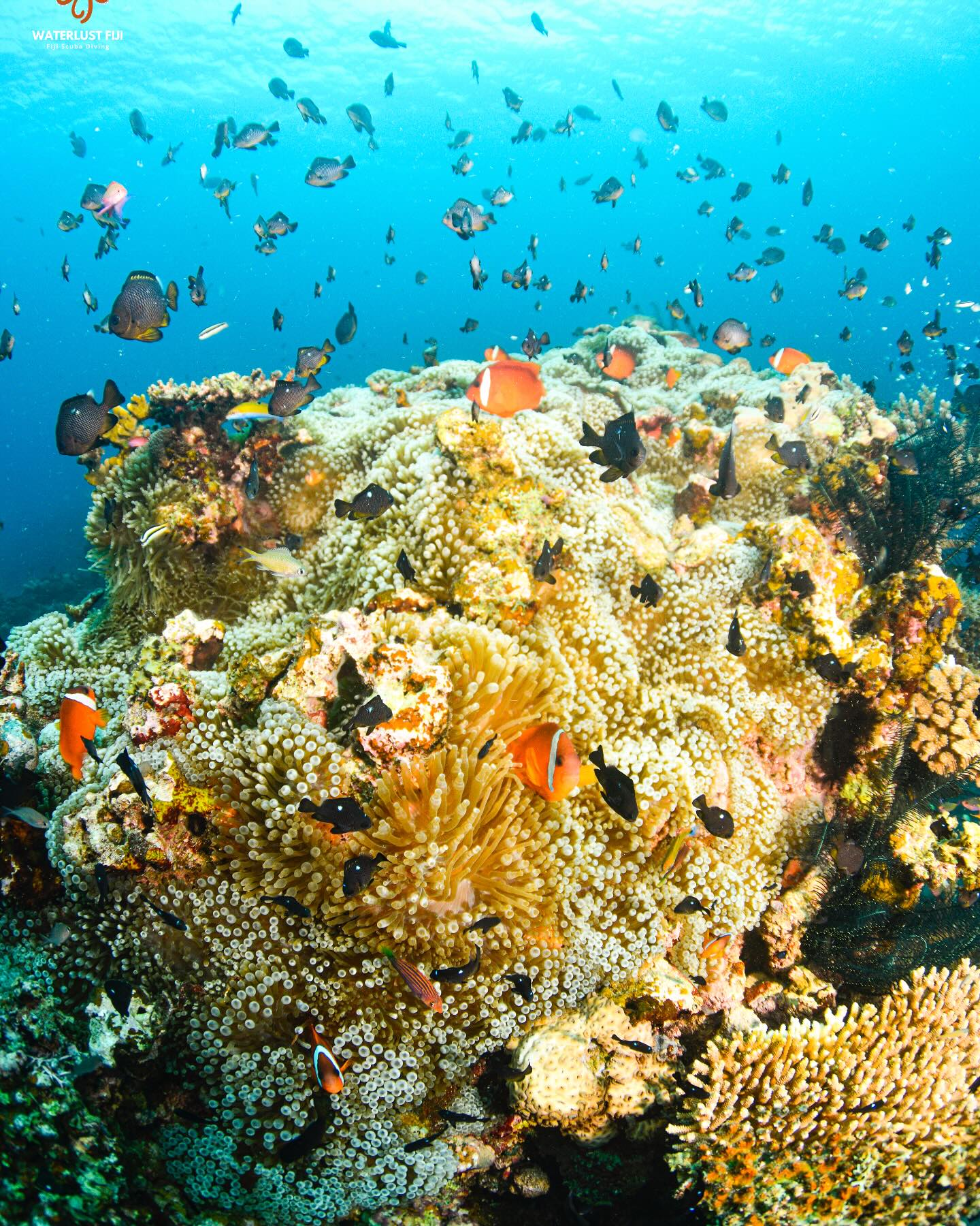 🐠 Clownfish and their anemones often join into large communities for protection and to be able to reproduce without leaving the safety of the stinging tentacles which protect them.
These ones, off the southern tip of Taveuni, are sharing their anemones with clouds of juvenile two spot damsel fish 🐠
#fiji #tourismfiji #scubadive #uwpic #girlsthatscuba #clownfish