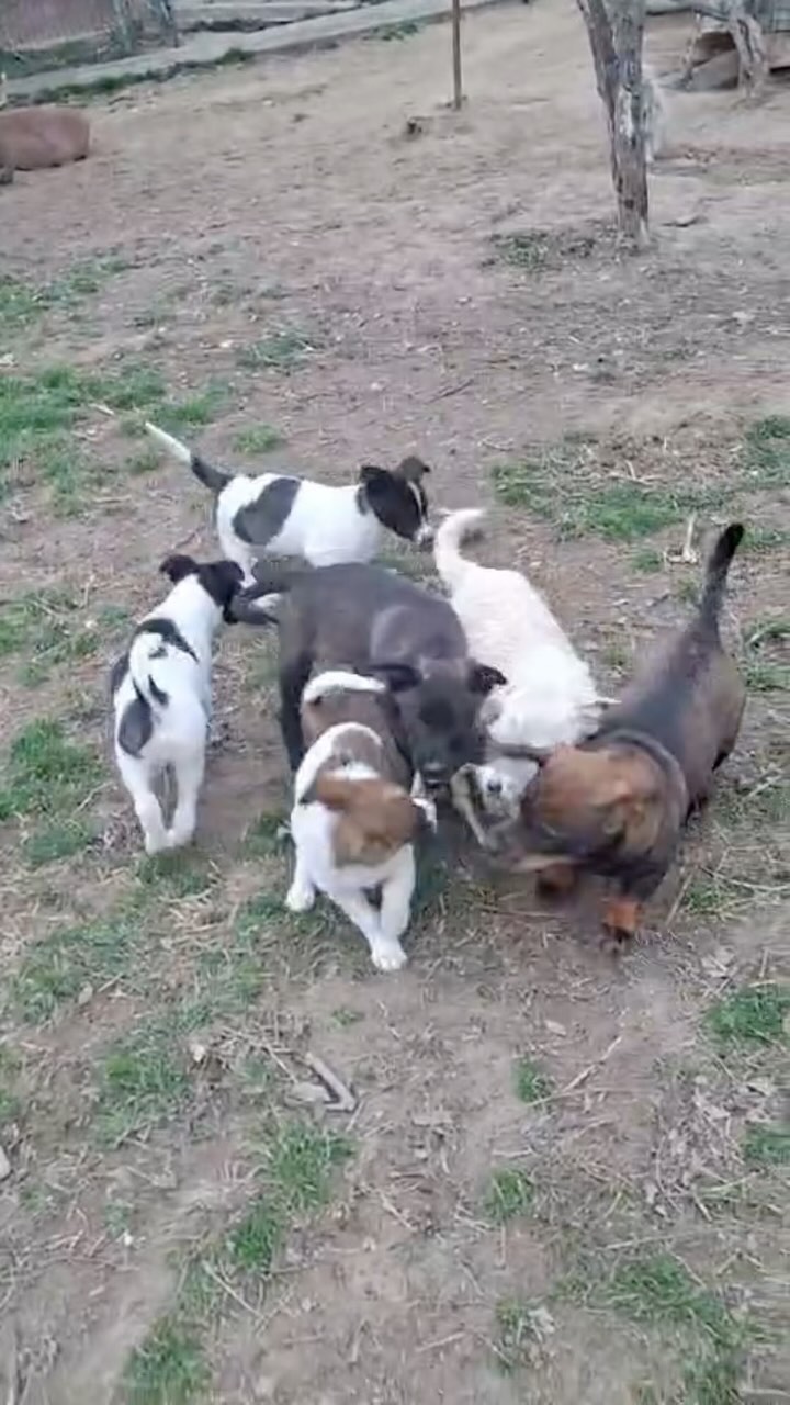 Sind die nicht süüüüüß?😍🥹
Alle Welpen + Mama haben bereits ihr Zuhause gefunden und durften schon ausreisen🥰
———————————-
💻 Mehr Infos:
www.wir-fuer-hunde-in-not.de
📧 Email: kontakt@wir-fuer-hunde-in-not.de
———————————-
#tierschutzverein #dogs #streunerliebe #love #tierschutzprojekt #hunde #hundesucheneinzuhause #adoptdontshop #tierschutz #hunderettung #hund #wirfürhundeinnot #streuner #puppys #welpen