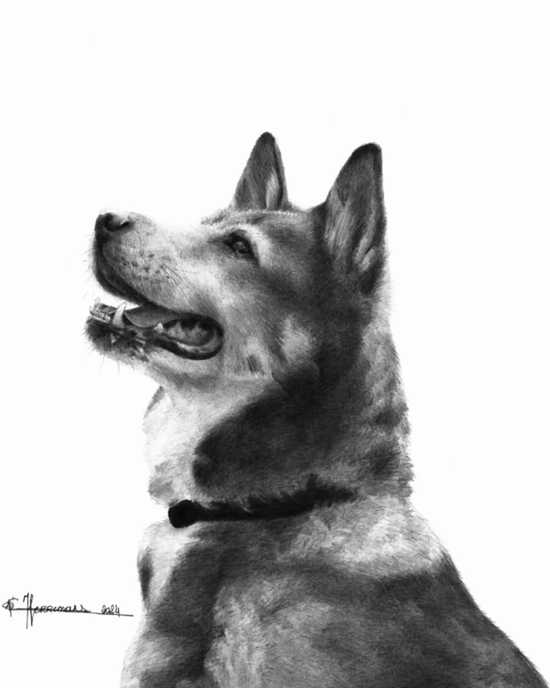 Knappe Angel
Wie zou zeggen dat deze vrolijke dame al ruim de 10 jaartjes voorbij is? 🐾
Ik vind het altijd zo fijn om de herinneringen en verhalen te mogen horen van wat jullie allemaal hebben beleefd samen met je viervoeters als ik jullie schatten mag vereeuwigen op papier. Dat brengt me tijdens de uren tekenen altijd een glimlach ☺️
'Angel-2024' - Privé collectie
#art #dogportrait #graphitedrawing #grafietportret #huisdierenportret #hond #dog #atelierbyerica #handmade