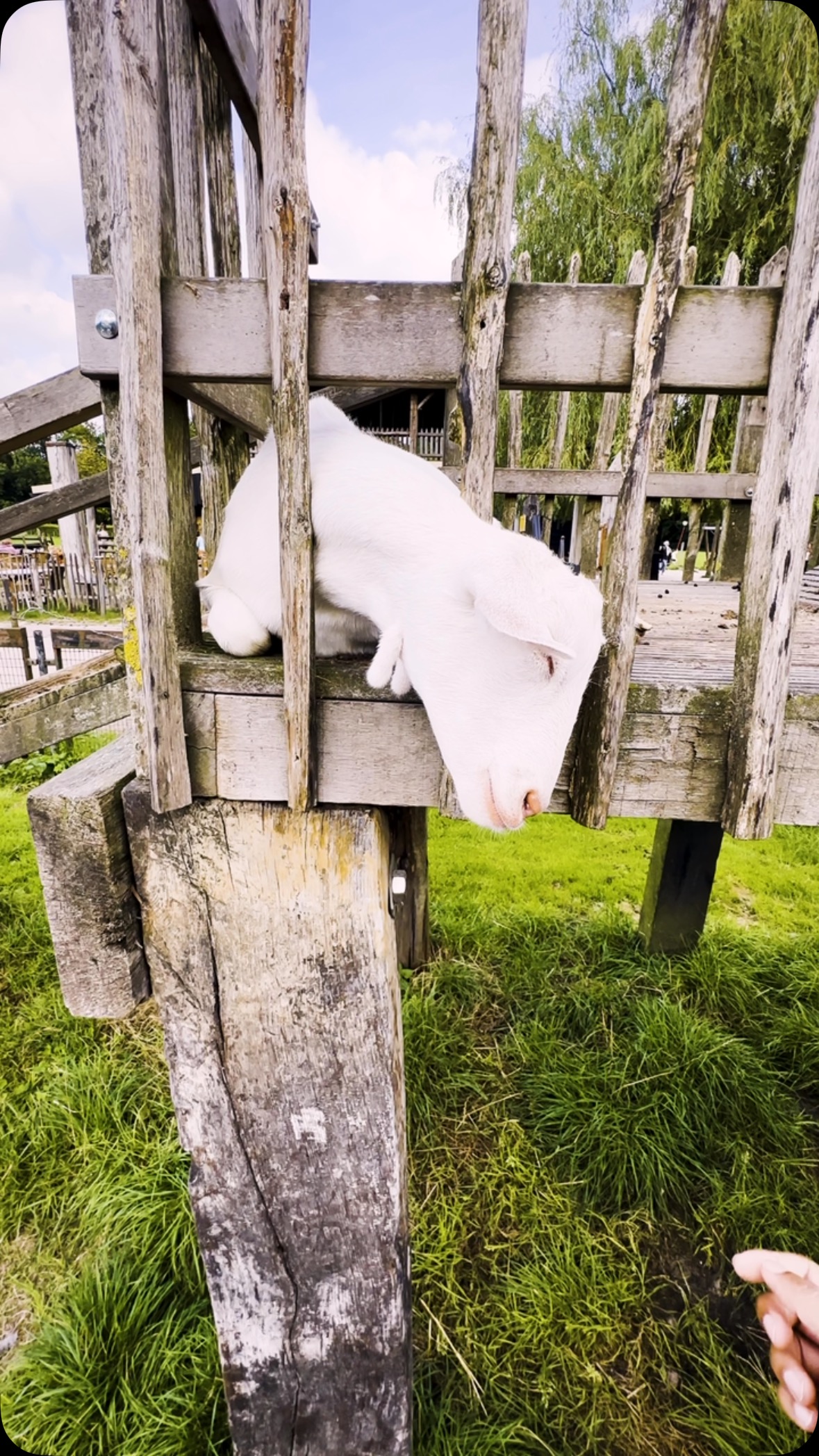 Cutest Goat Ever ❤️❤️
#cute #goat #animal #nature #relaxing #farm