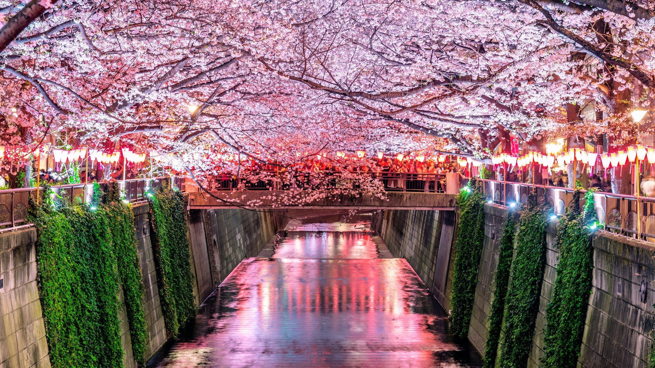 The cherry blossoms along Meguro River are one of Tokyo’s most iconic spring sights, located in the Meguro district, the river is lined with cherry trees, creating a beautiful sakura tunnel. When the cherry blossoms bloom, the riverbanks are transformed into a breathtaking scene with white and pink flowers, marking the arrival of spring. People flock to this area to take leisurely strolls along the river, immersing themselves in the fresh spring air.
.
Meguro River is not only famous for its cherry blossoms but also for its relaxing atmosphere. The surrounding area is filled with cozy cafes and small shops offering delicious food and drinks, making it a perfect place to unwind. In the evening, the cherry blossoms are illuminated, creating a magical atmosphere that attracts those who love night sakura viewing.
.
The Meguro River Cherry Blossom Festival typically takes place from late March to early April, which is the best time to see the cherry blossoms in full bloom. During the festival, there are various celebrations and performances, making it a lively event for visitors from around the world.
.
.
目黑川的櫻花是東京最具代表性的櫻花景點之一,位於東京的目黑區,河畔兩岸種滿了櫻花樹,形成了一條美麗的櫻花隧道。每當櫻花盛開時,白色和粉紅色的花朵綻放,宛如一幅動人的畫卷,成為春天的標誌性景象。這個季節,許多遊客來到這裡,沿著河岸散步,享受春天的氣息。
.
櫻花季的目黑川不僅僅是賞花的好地方,它周圍的環境也非常適合拍照和休閒。沿著河岸走,遊客可以看到許多咖啡館和小店鋪。此外,夜間的燈光照射下,櫻花更加迷人,給人一種夢幻般的感覺,成為夜櫻愛好者的聚集地。
.
目黑川的櫻花節通常在每年三月末到四月初舉行,這段時間正是櫻花的最佳觀賞期。節慶期間,會有各種慶祝活動和表演,吸引來自世界各地的遊客。
.
.
.
.
#MeguroRiver #SakuraFestival #CherryBlossoms #TokyoCherryBlossoms #MeguroSakura #SakuraInTokyo #SakuraTunnel #CherryBlossomSeason #SakuraInFullBloom #VisitTokyo #TokyoVibes #SpringVibes #JapanTourism #TokyoEvents #SakuraLovers #TokyoNature #TokyoStreets #japanguide #triptojapan #travelinjapan #visitjapanjp #visjtmyjapan #jntosg #visitjapanphillipplines #jntoid #visitjapanAU #japanrevealed #travelgraphy #travelgram