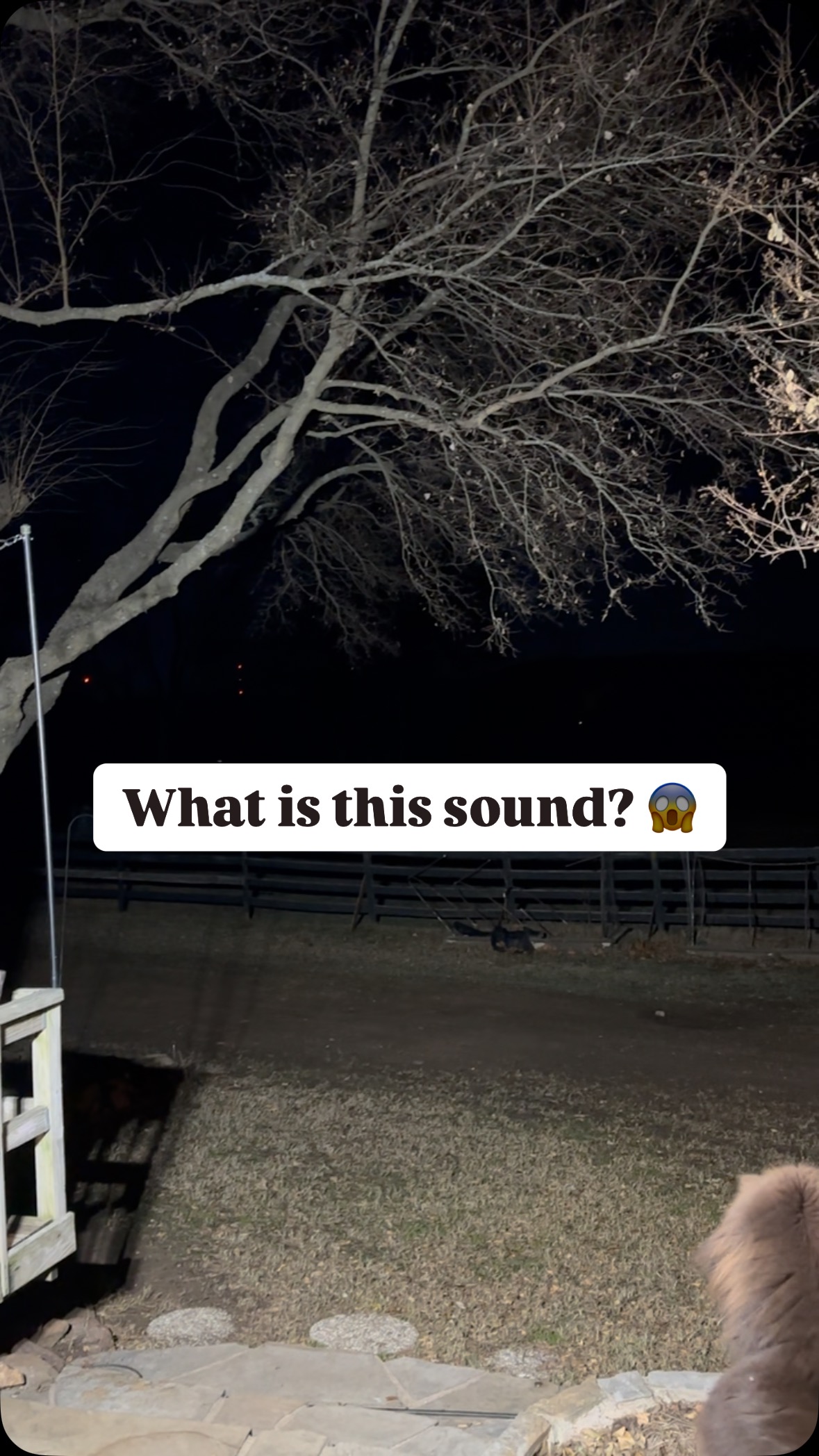 Can you identify the animal?
#oklahomawildlife #dogsofinstagram #cat