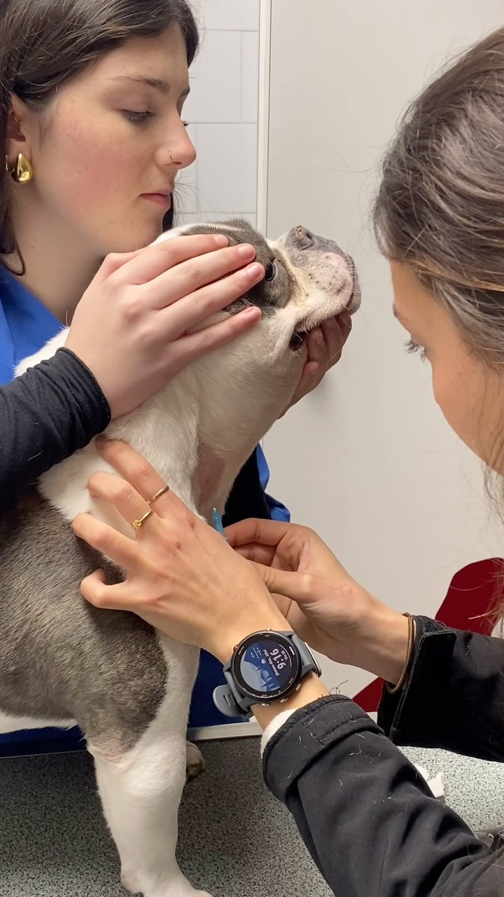 👉🏼Sabies que el trencament dels lligaments creuats és tan freqüent amb gossos 🐶 com amb persones 🧍🏻♀️🧍♂️🤔?
🐶💙 La Khalessi és una campiona! Aquesta setmana ha hagut de passar per quiròfan després de patir una ruptura del lligament creuat cranial. Amb la seva força estem segurs que aviat tornarà a jugar com abans! 🏥🐕
El lligament creuat cranial (LCC) és una estructura fonamental per a l’estabilitat del genoll. Quan es trenca, el fèmur es desplaça anormalment sobre la tíbia, provocant dolor, inflamació i coixera. Aquest tipus de lesió pot aparèixer de sobte per un moviment brusc o desenvolupar-se progressivament per degeneració del lligament.
🩺 Símptomes més comuns:
🔹 Coixera sobtada o progressiva.
🔹 Dolor i dificultat per recolzar la pota afectada.
🔹 Inflamació de l’articulació del genoll.
🔹 Menys ganes de caminar, jugar o saltar.
💪 La recuperació de la Khalessi
Després de la cirurgia, és fonamental seguir un programa de rehabilitació i fisioteràpia, amb repòs controlat i exercicis progressius per reforçar la musculatura i evitar complicacions. Amb paciència, amor i les cures adequades, estarà aviat llesta per tornar a fer el que més li agrada! ❤️
👉 Si el teu gos mostra símptomes similars o coixeja de manera persistent, no dubtis a contactar amb el teu veterinari! 📞🏥
#equipbestiari 🤍