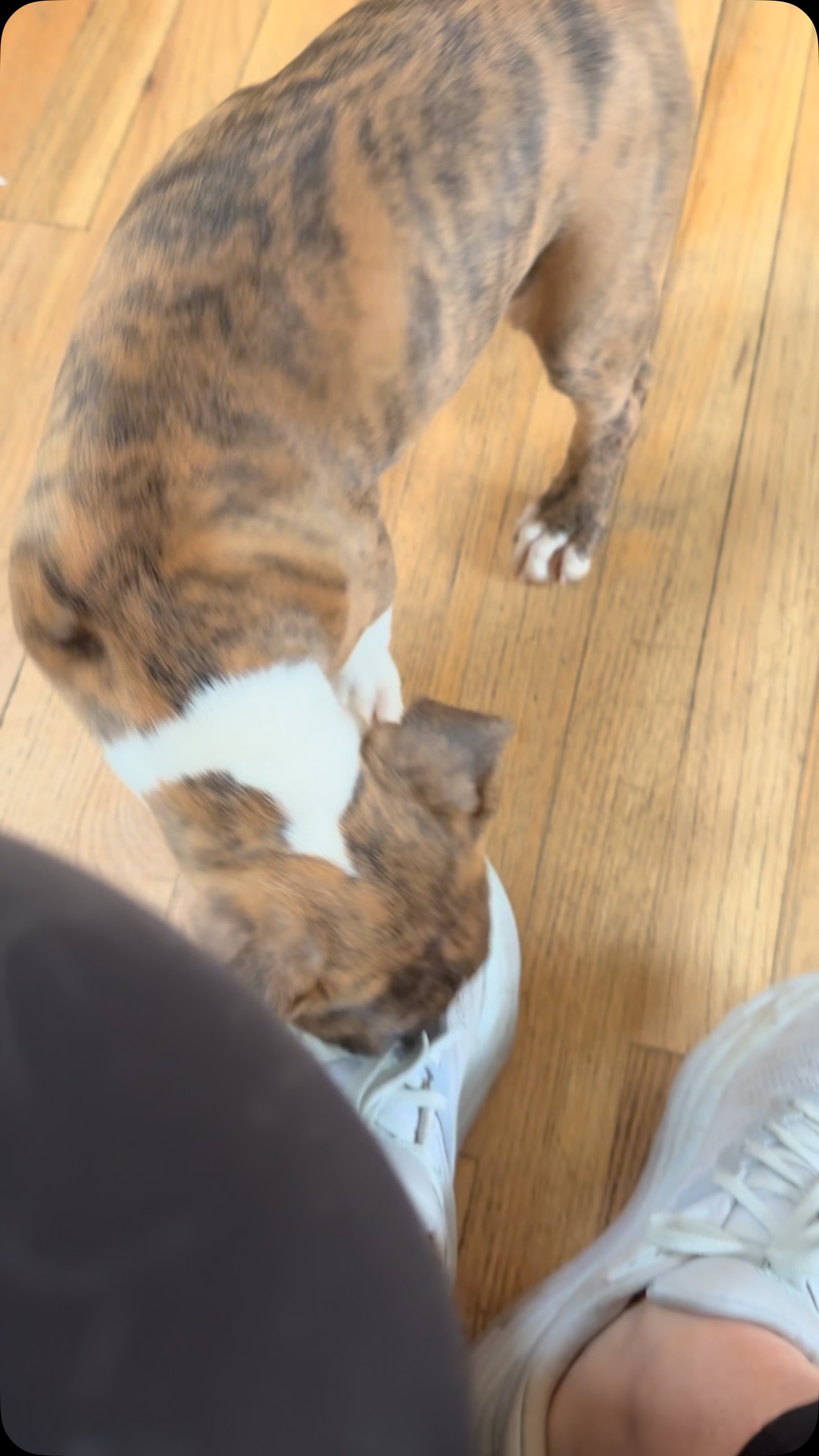 Storm - 9 weeks and 12lbs READY FOR ADOPTION. @olliesangelsanimalrescue #animalrescue #adoptdontshop❤️