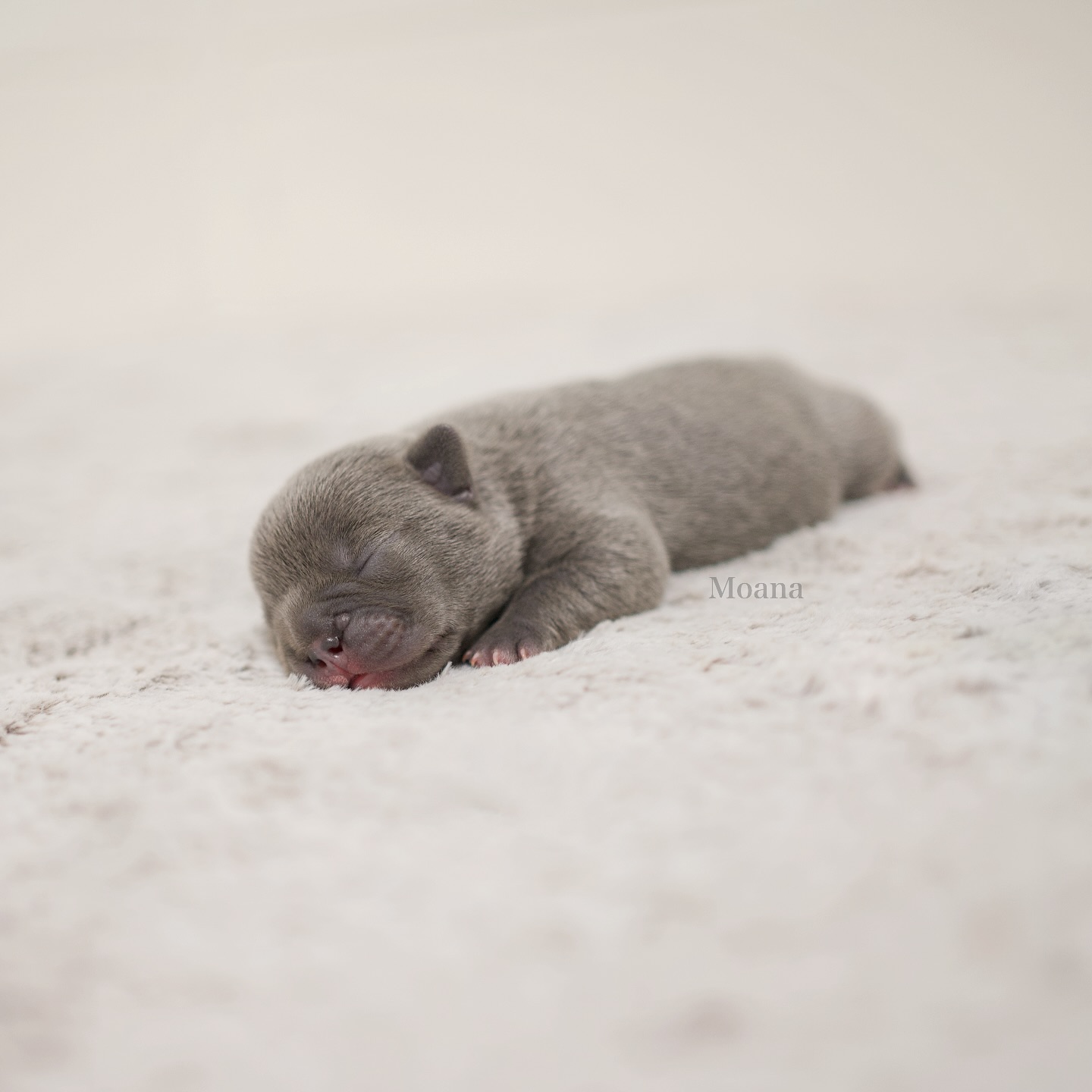 ALOHA MOANA. 🌊
Als Viertgeborene kam Moana mit 235 g zur Welt – ein traumhaftes Mädchen in der Farbe blue 💙. Doch klein war gestern! Sie hat ordentlich zugelegt und ist mittlerweile das grösste Mädchen im Wurf 💪🏻.
Ihr Name bedeutet „Ozean“, und so klein die Wellen des Meeres auch manchmal scheinen mögen, sie tragen eine unglaubliche Kraft in sich – genau wie unsere Moana. 🌊🥹
Wir sind gespannt, wohin ihre Reise sie führen wird – eins ist sicher: Moana wird Wellen schlagen! 💙⛴️
#AlphaBully #sportlichebulldogge #französischebulldoggen #bulldoggswithnoses #bullymitnase #healthyfrenchie #frenchiesofinstagram #sportlichefrenchies #nasenbär #retrofrenchie #huskyfrenchie #französischebulldogge #französischebulldoggedeutschland #französischebulldoggeschweiz #bullysmitnase #frenchiebreeder #bulldoggezüchter
