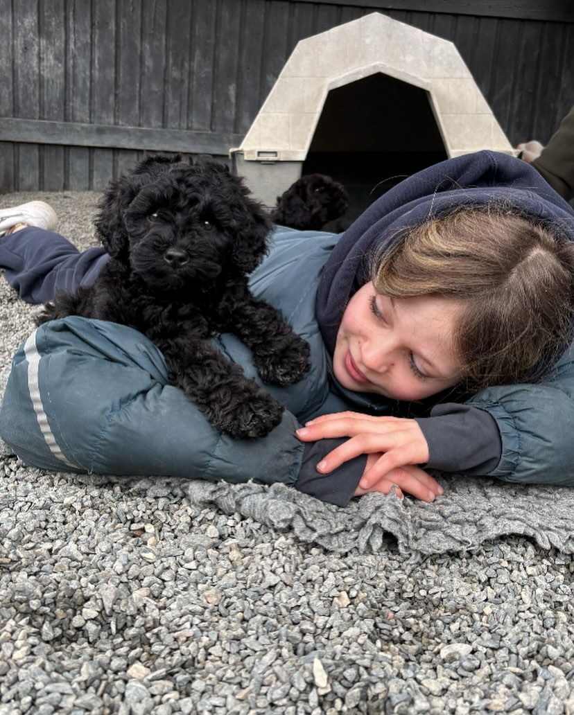 Hunden, menneskets beste venn❤️🐶 #kennelnor #dog #dogs_of_instagram #lovedogs #puppy #puppiesofinstagram #australiancobberdog #australiancobberdogsofinstagram