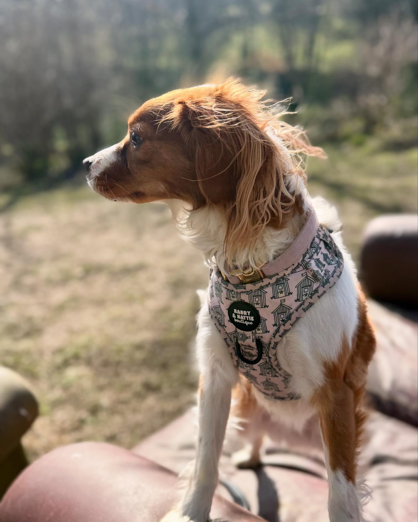 🐾 Treacle’s living in her own movie 🛋️🎬
From zoomies to sofa fun, our secure paddocks are the perfect place for pups to play AND relax. Book your session today ✅
Private. Secure. Fun. 🐾
#HappyDogs #PrivateDogPaddocks #DoggyDreamland #parkandplay