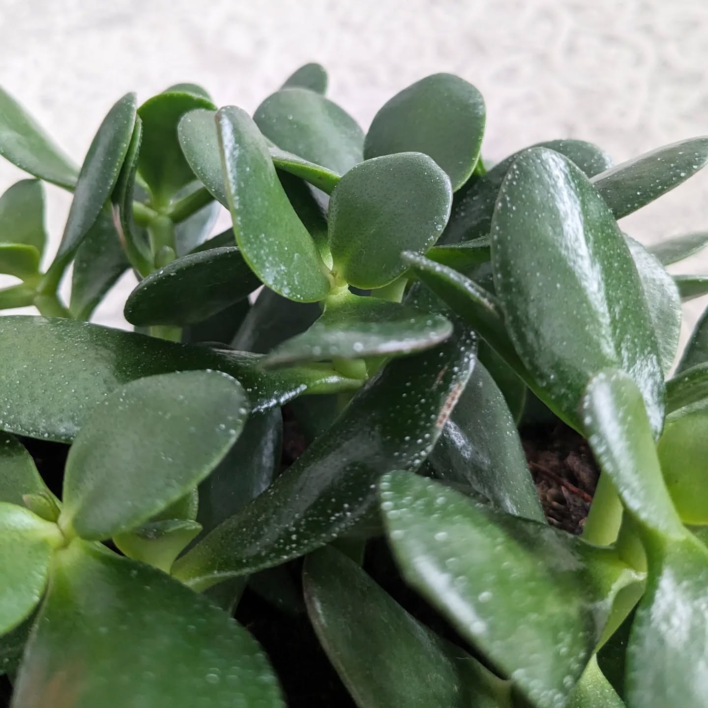 Sneak peak at one of our houseplants for our upcoming plant n' sip at @benjaminbridge vineyards (ticket link in bio)
Jade plants are a great choice for plant-sharing! Easily propagated & long-living, they make excellent legacy or generational plant friends ๐๐ฑ
.
.
.
.
#houseplantsofinstagram #plantsagram #plantandsip #plantparents #winetasting #winelover #wolfville #annapolisvalleyevents #plantsmakepeoplehappy #horticulturaltherapy #planttherapy