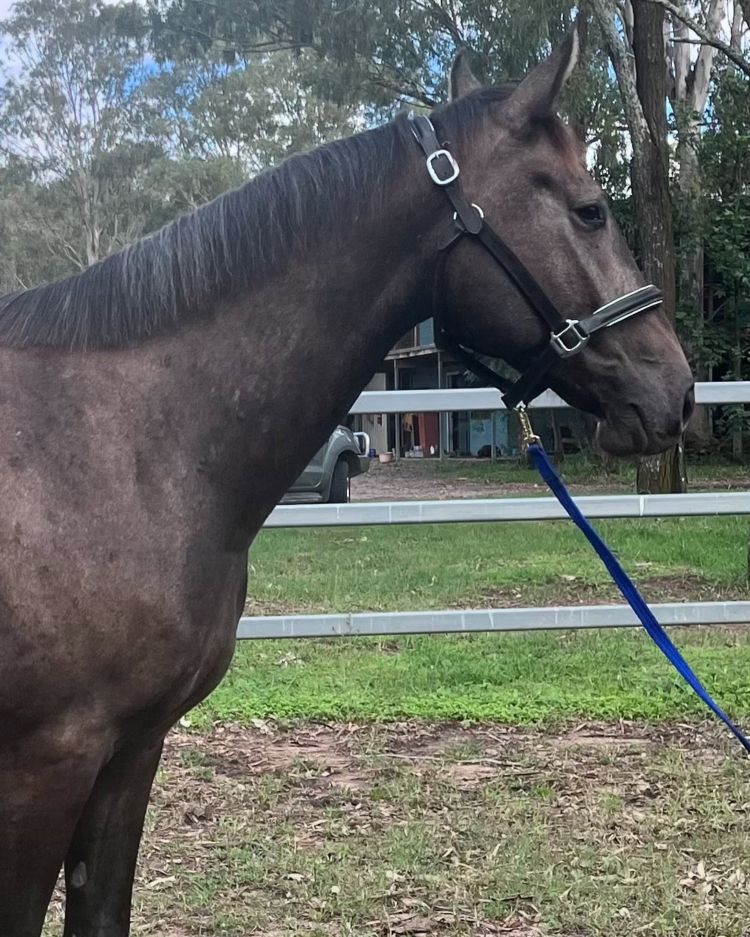 Lovely big quiet 3yo gelding WB X ISH. Message for details. 22🥕🥕🥕