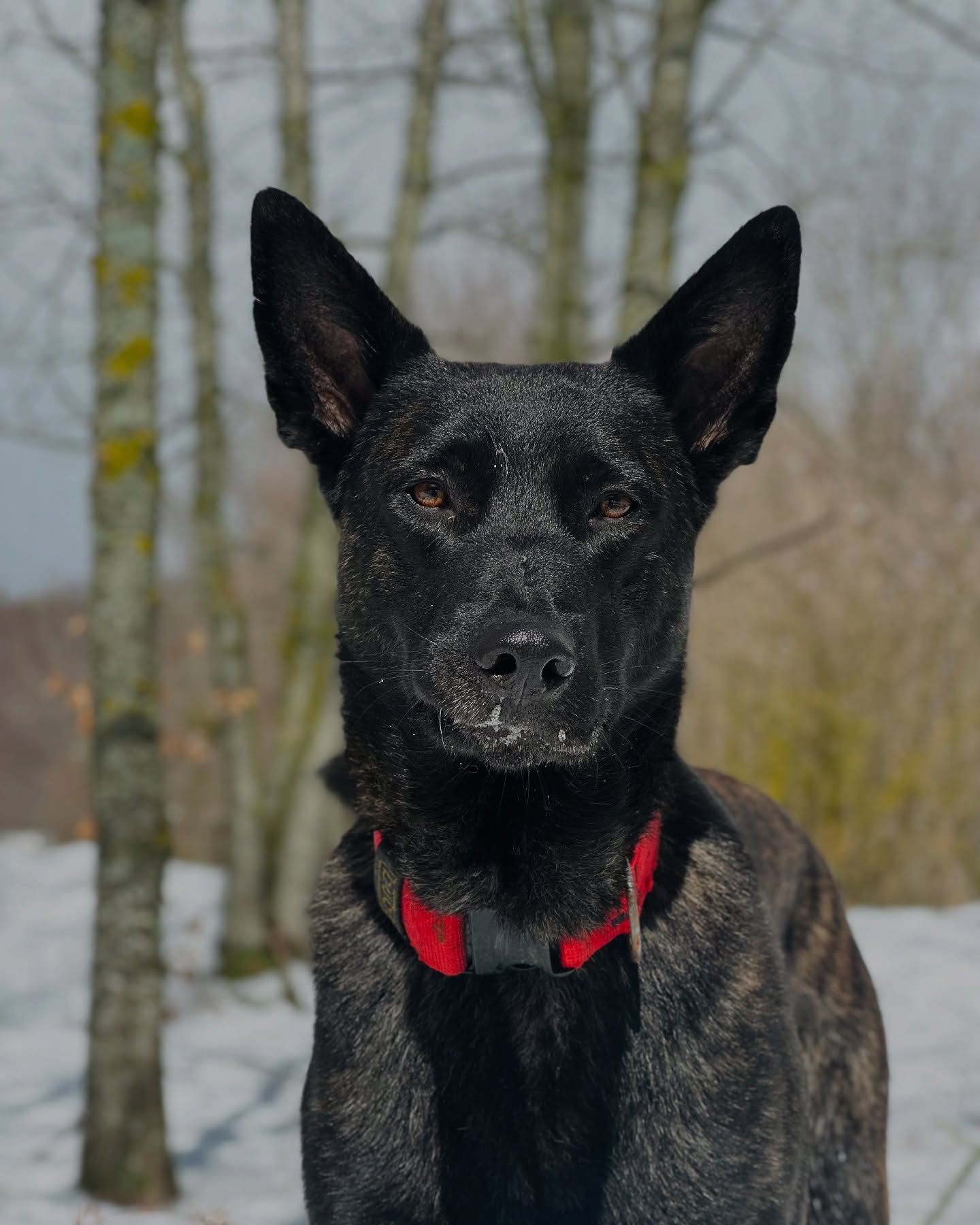 Dia de neu ☃️
#concursohdb