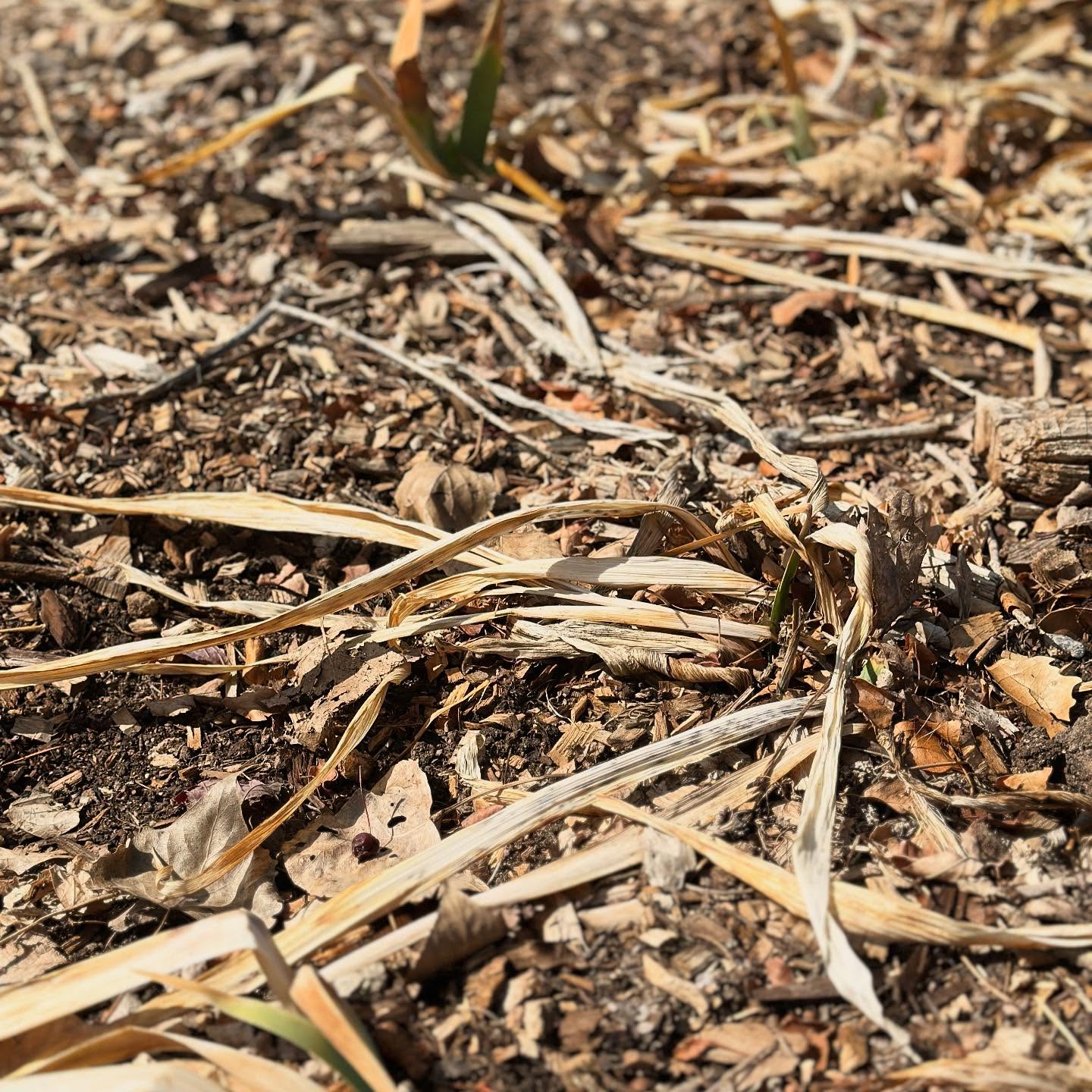 Do you see it?
The little specs of green.
The hope I get when spring comes along with its fairy dusting of greens.
It brings joy and dances on the heart.
