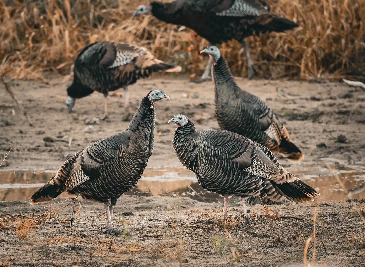 Did you know wild turkeys color on their heads can change based on their mood?
Canon EOS R5 & Canon RF 100-500mm f4.4-7.1 L IS USM
#canon #canonphotography #canonusa #nebraska #nebraskaphotographer #nebraskawildlife #wildlife #wildlifephotography #wildnature #turkeys #turkeyhunting #upland #birds #birdsphotography #hunting #southern_longbeards_ @turkey.hunting