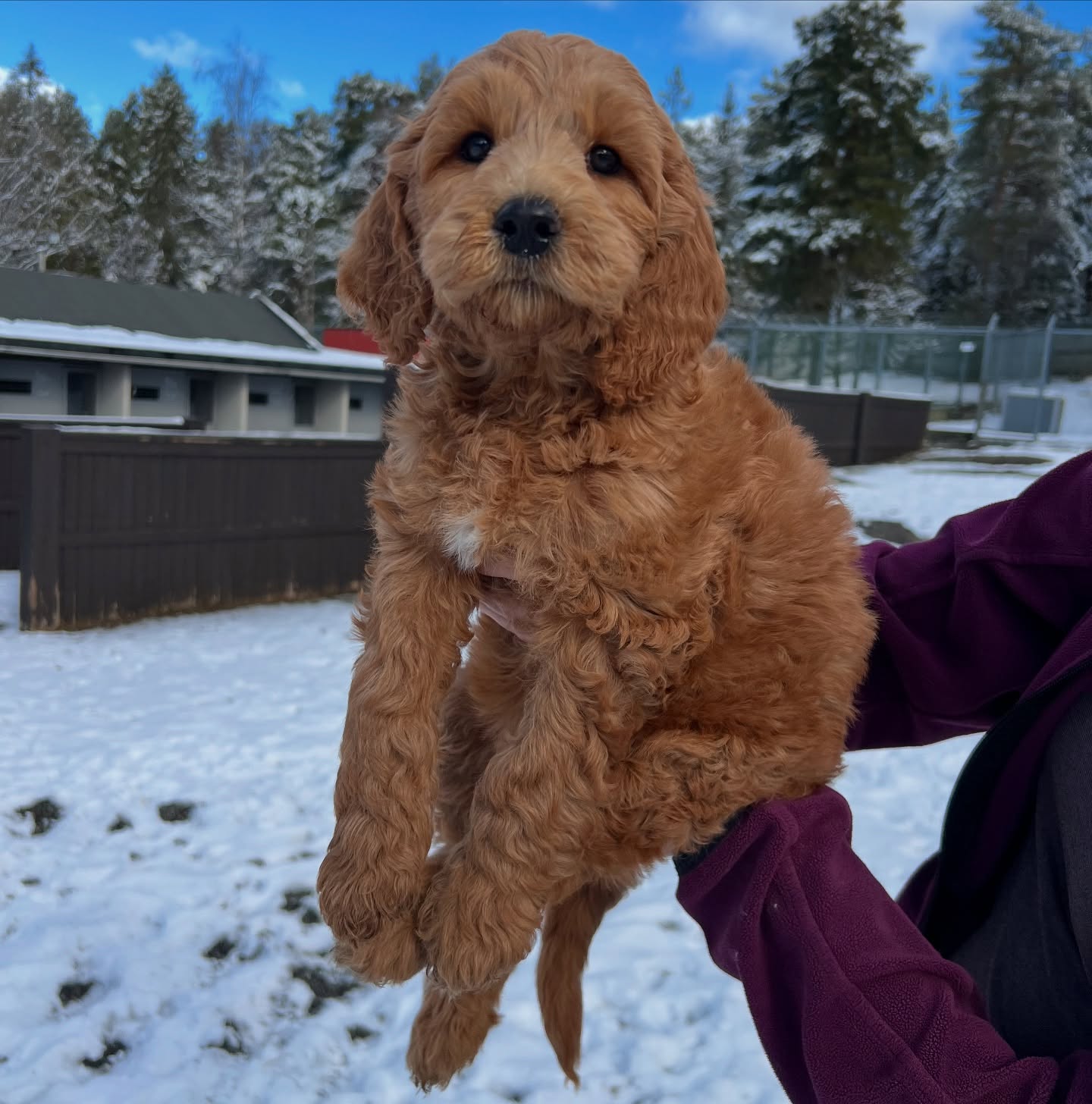 Oppdatering 28/03: Han er solgt og flytter hjem til sin nye familie i helgen 🥰 Denne nydelige gutten her er klar for å ta imot besøk i helgen, enten på lørdag eller søndag mellom kl 12-14. Han er ledig og leveringsklar, størrelse medium med wavy fleece pels. Dere trenger ikke å melde deres ankomst på forhånd. Hjertelig velkommen🌞🥰🐶#cobberdog #australiancobberdog #dogsofinstagram #cobberdogsofnorway