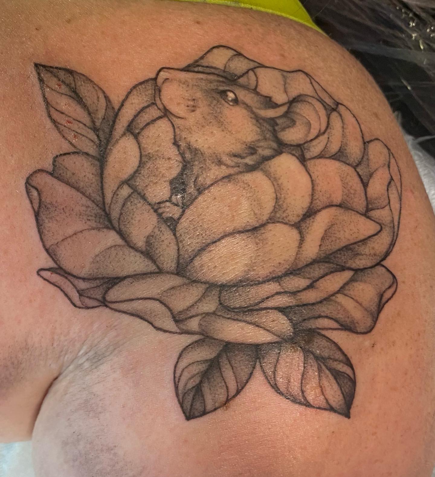 Tofu, the rat with the best name 🐀