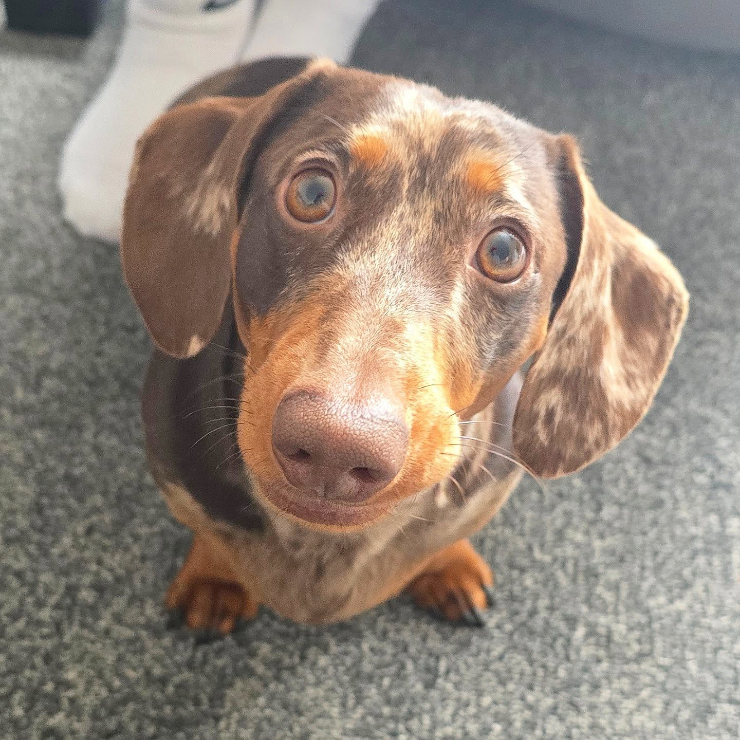 Welcome Bailey the mini dachshund to the WiggleWaggles family 🤎
#dachshund #minidachshund #dachshundoftheday #dachshundsofinstagram #picoftheday #photooftheday #dogsitter #dogoftheday #doglover #videoftheday #cute #dogwalk #dogwalker #dogtrainer #dog #pup #puppy #dogsitting #dogsofinstagram