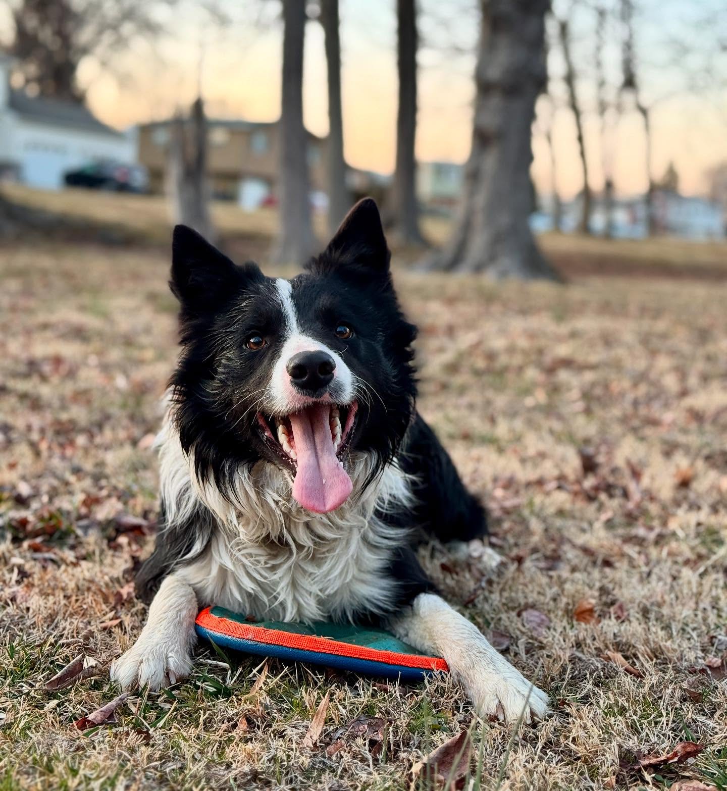 Pikachu loves his frisbee! What toys are your dogs obsessed with?
#herdingdog #bordercollie #pikachu #notyouraveragepokemon #delawaredogs #wilmington