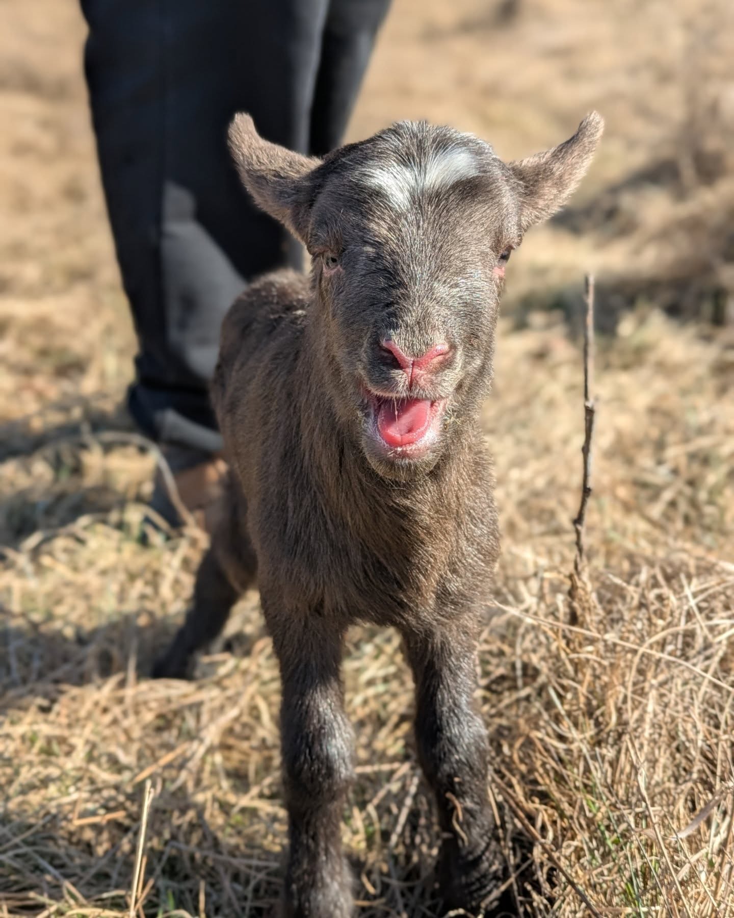It's that time of year again! 🐑 What a beautiful week to be born 😍
