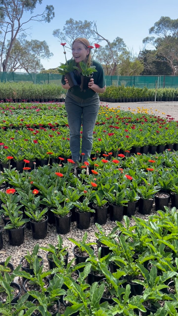 That feeling when the Garvineas are all flowering!!!! 🤩
These sweet little babies bring a beautiful pop of colour and flower for an outstanding length of time from 6-12 months!
Coming soon to a Bunnings near you!! 🌺🌸🌼
.
.
.
#australianlandscaping #wholesaleplants #morningtonpeninsula #plantnursery #plantwholesale #landscaping #gardensupplies
