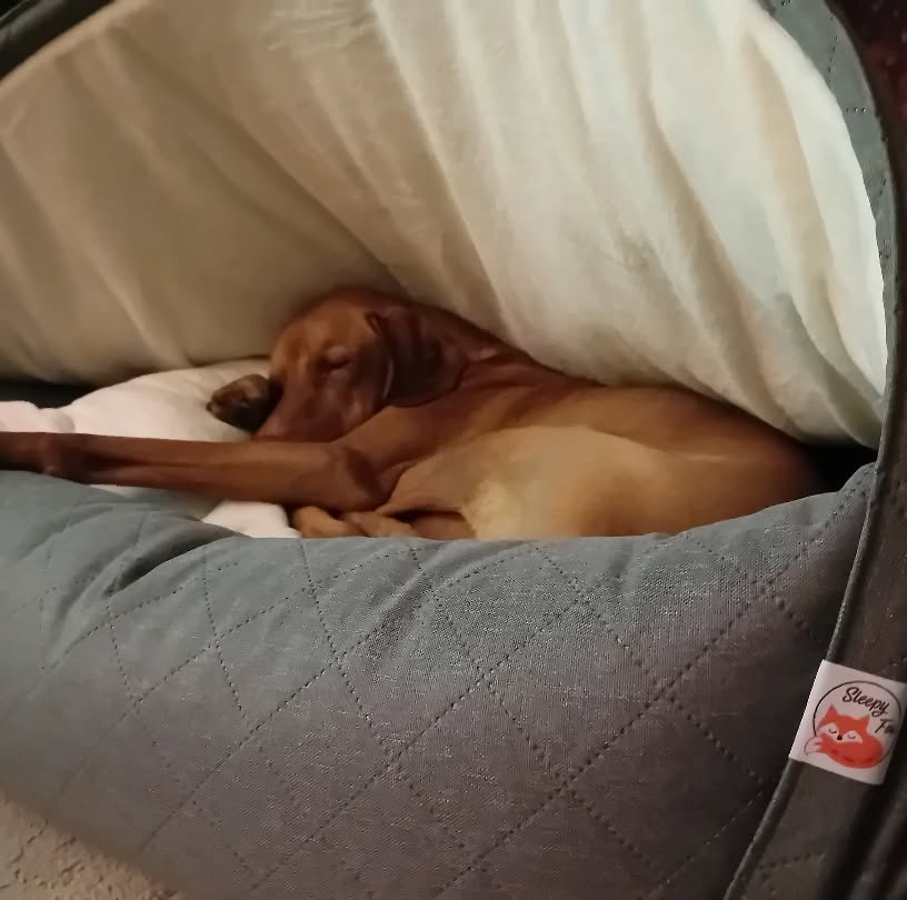 Jasper's @sleepyfox cave bed is here! And he's not wasted a second testing it out.