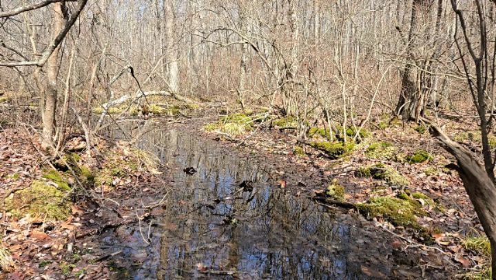 Wood frogs are calling!
#millerfarmpreserve #woodfrogs#easthaddamlandtrust #winter-springshoulderseason