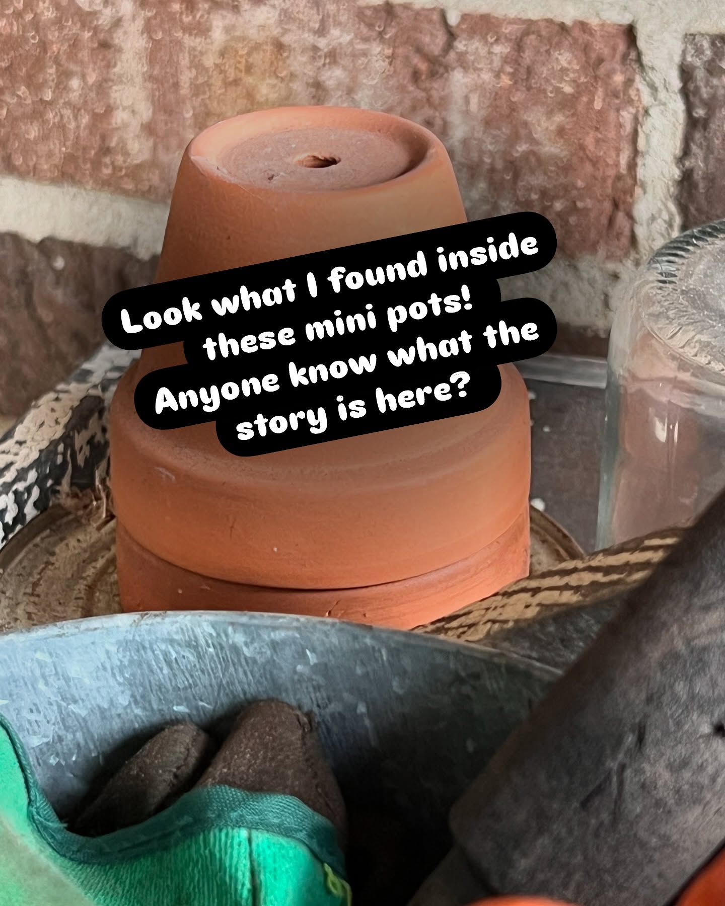 Check this out! Eastern Yellow Jacket? I found it in diapause state, as it’s alive. It looks like it might of emerged from a larvae state ? Anyone know what’s happened here? Is this a Queen? #natureandblooms