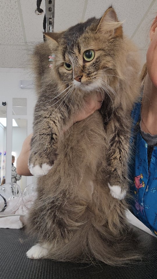 Gorgeous Mr. Cat after his grooming session 😍 🐱#tsawwassen #catgrooming #groomingcanada #groomingday #doggroomer #groomersdog #groomingvancouver #tsawwassen #ladner #ladnerisawesome #tsawwassenmills #ladnerbusiness #tsawwassensprings #ladnerphotographer #ladnervillagemarket #tsawwassenbc #tsawwassenportraitphotographer