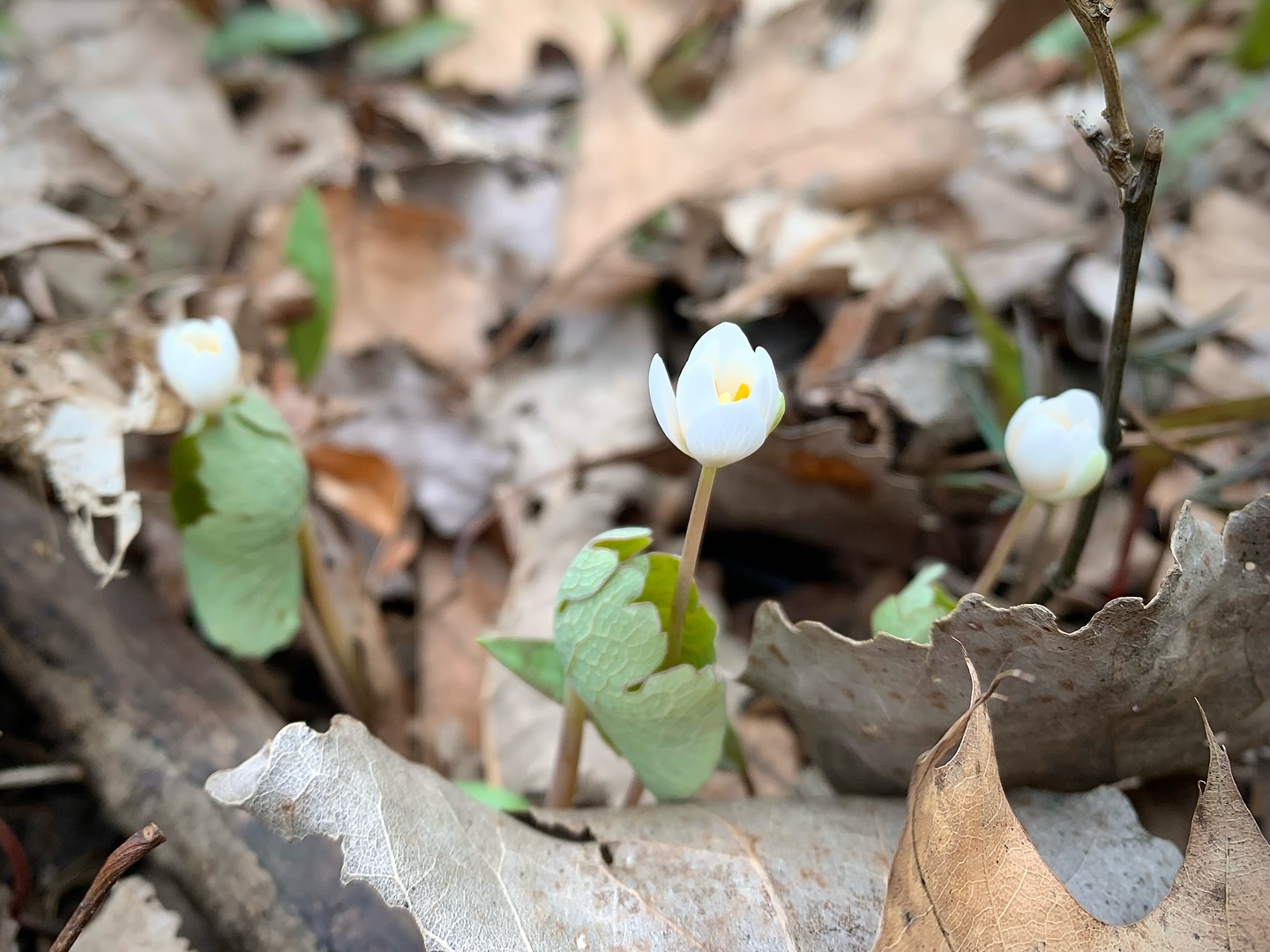 Ever come across delicate wildflowers in the woods, only to find them gone just weeks later? Those are spring ephemerals—fleeting bursts of beauty that play a vital role in our ecosystems!
🌿 Why do they matter?
✨ Here today, gone tomorrow – Their brief bloom makes each sighting special!
🐝 Pollinator pit stops – Essential food for early bees and butterflies.
🌳 Forest caretakers – They enrich the soil and support healthy woodlands.
🌸 These are some ephemerals I’ve spotted in Canton, MI! Catch them in Wayne County from late March to early May. Have you seen any where you are? Share in the comments! 📸
🌸 Trillium | 🌿 Bloodroot | 💛 Trout Lily | 🌷 Virginia Springbeauty
#SpringEphemerals #natureandblooms