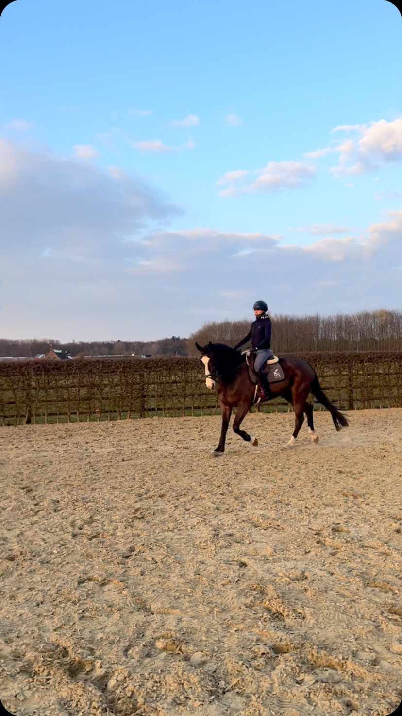 Some jumps for 5yo Unite ☀️
I don’t like it, I love it 🫶🏼
#happysaturdaytoall #horsebackriding #horsebackridinglessons #jumping #jumpinghorse #paarden #paardencoach #coachingmetpaarden #horsereflectedcoach #horsereflectedcoaching #mbequitalents