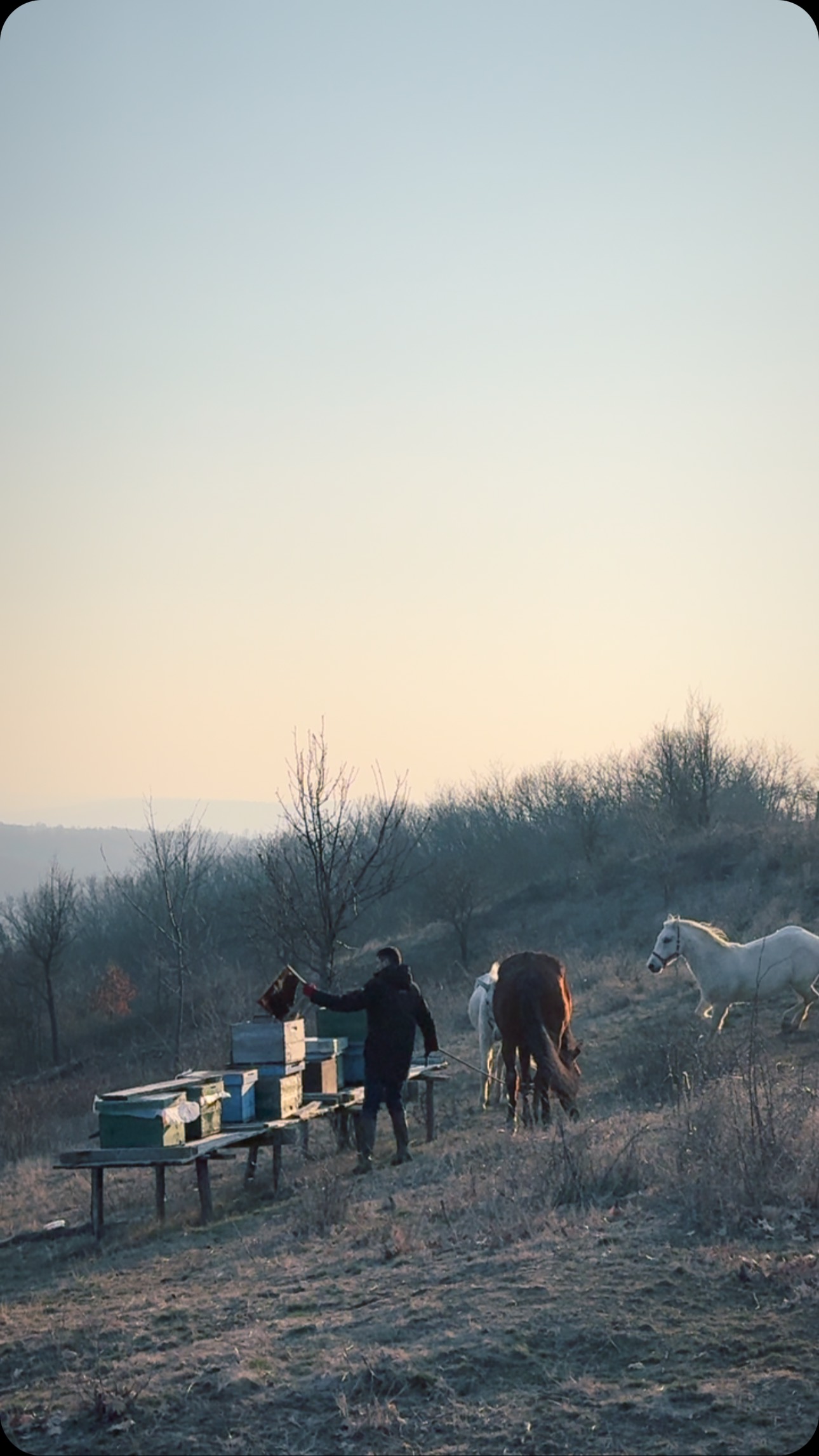 Checking 🐝hives with Lord, Murga and Bernie. We are planning to get more beehives in our wild meadows around Easter🐣 I love taking them for a walk - their free spirit is so calming. Have a beautiful week, our dear friends 🤍 #wildromania #regenerativefarming #wilderness #horses #bees #carnivore