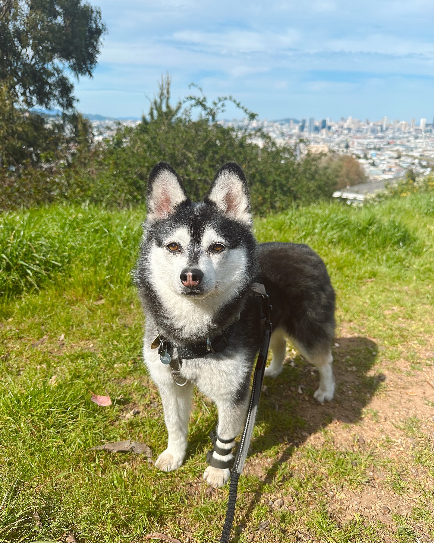 Buddy 🤎 #sfdogs #sanfrancisco #dogsofsf