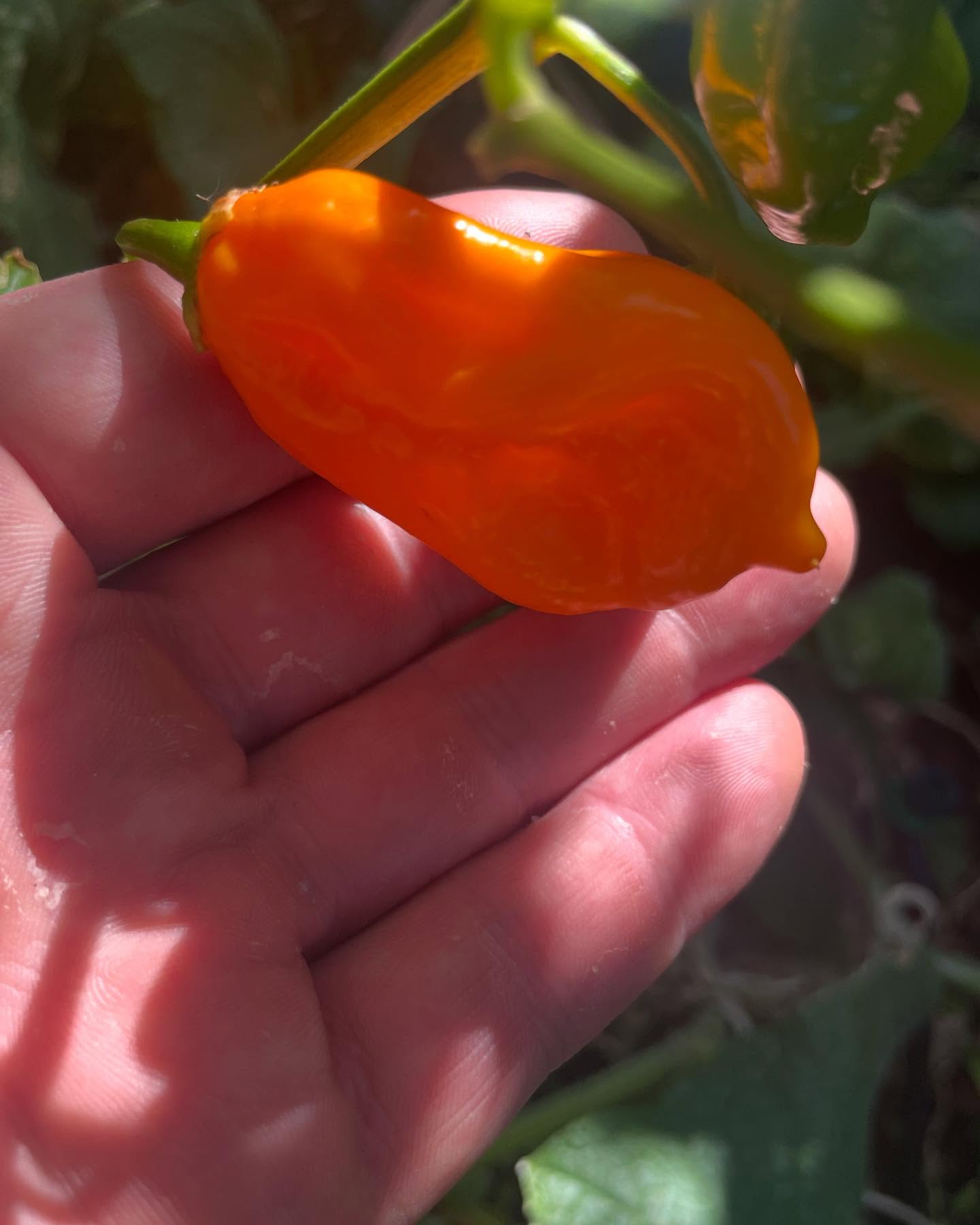 š¶ļø Chillies: More Than Just Heat! š¶ļø
Chillies arenāt just about fireātheyāre packed with flavour, nutrients, and natural health benefits that make every drop of Secret Chilli Party sauce special.
š„ Why Chillies Matter:
šæ Loaded with Vitamin C & Antioxidants ā Good for immunity, great for flavour.
š„ Natural Endorphin Boost ā That heat rush? Itās real.
𩸠Supports Heart Health ā Capsaicin helps circulation and metabolism.
š½ļø Flavour Game-Changer ā Smoky, sweet, spicyāchillies do it all.
š„ Why Fermented Hot Sauce is Even Better:
āļø Smoother Heat, Deeper Flavour ā Fermentation brings out natural umami.
āļø Great for Gut Health ā Probiotics make it easier on digestion.
āļø No Artificial Junk ā Just pure, natural fire.
šØ NEW DROPS NEXT WEEK! šØ
šÆ Fermented Hot Honey ā Sweet, spicy, perfectly balanced for drizzling on your favourite pizza, fried chicken, or even saganaki.
š¶ļø Miso Inferno ā A super hot, umami bomb made with local habaneros & smoked miso. Deep, rich, and seriously fiery.
š© Grab yours before theyāre gone! DM usā5 sauces for $45 or shipped anywhere in Australia for $60.
#secretchilliparty #chillipower #fermentedheat #spicyandhealthy #hotsaucelover #handcraftedflavour