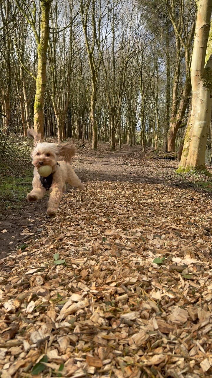 There’s no better feeling than watching your dog have the time of their life!🥰
Here at St Helena’s we have a secure 8 acre woodland area for your dog to explore🐾🌳
#dog #woodland #lovedogs #caravanpark #campsite #dogwalk #dogexplorer