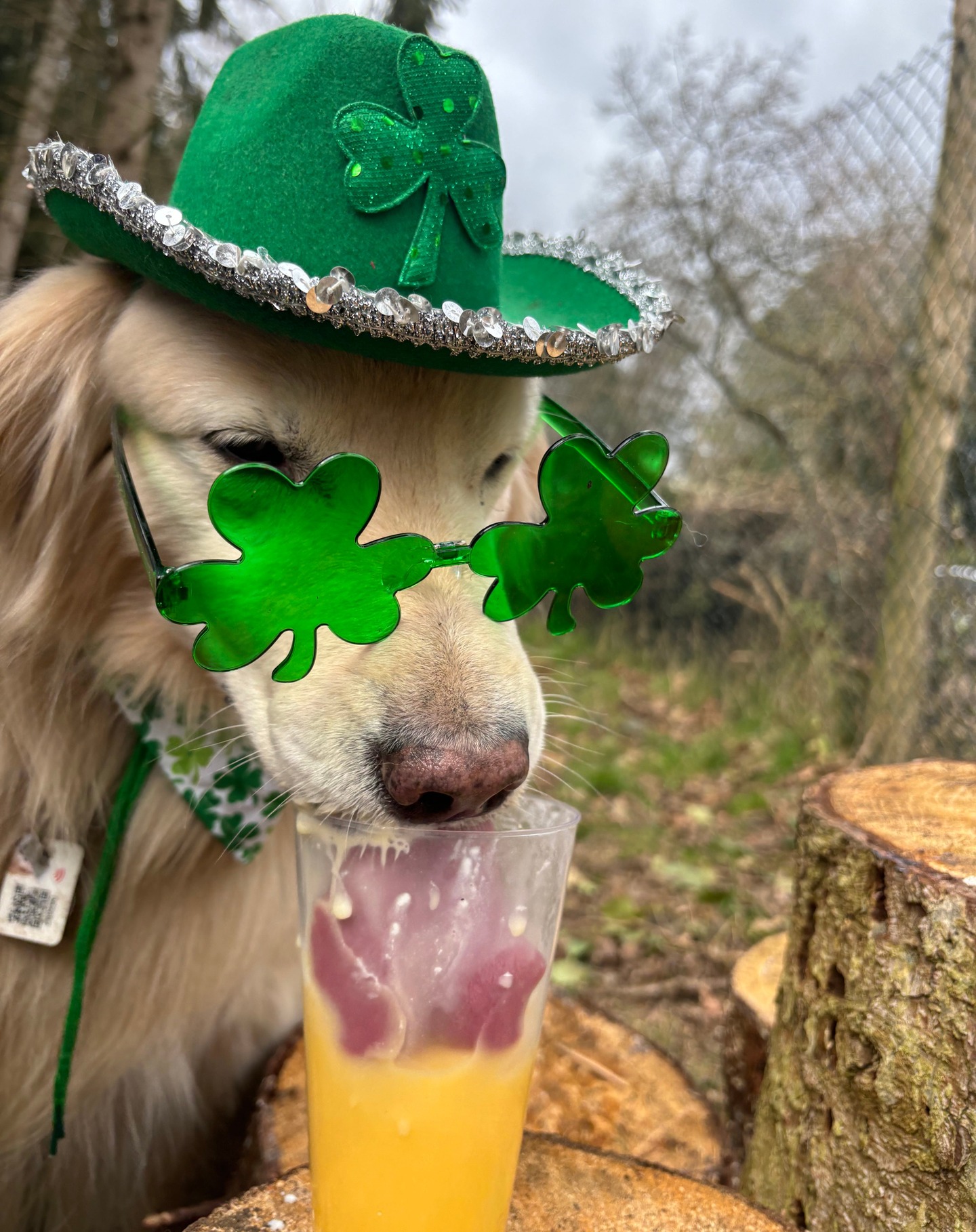 🍀 St. Pawtrick’s Week Shenanigans! ☘️
Sippin’ on some luck and feeling festive! 💚 Had the best time with treasure hunts, green obstacle courses, and rocking my shamrock shades. 🕶️🐶 Who’s ready for Farmyard Frolics next week? 🐄🐑
#StPawtricksDay #FeelinLucky #ShamrockAndRoll #PawtyTime