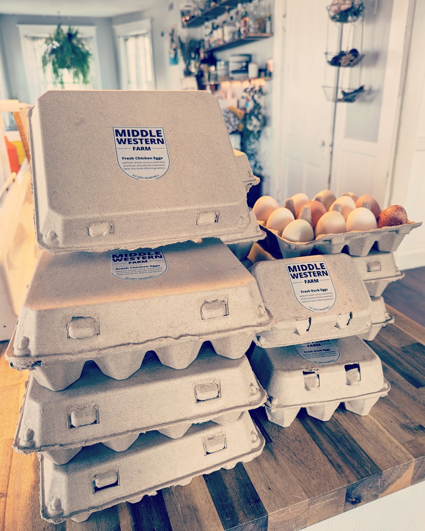Big egg drop headed to AO&Co this afternoon! The girls are back to full strength after a nice winter rest. Look at these beauties!
We allow our chickens to have a natural cycle of rest each winter to ensure their health and the quality of our eggs. Now, with this warm weather and longer days, they are happily returning to high production. ❤️🐔🍳🥚
...
#fresheggs #fresheggsdaily #homesteadinglife #homesteading #homestead #sustainableliving #sustainable #farmtotable