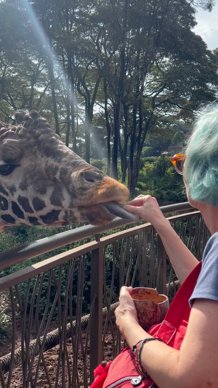 The Giraffe Centre in Nairobi is a non-profit organisation founded to breed and protect the endangered Rothschild’s giraffe, recognisable by its ‘white stocking’ legs. These mellow creatures are gentle but they’re wild animals and a sign warns that, if agitated, they can head-butt. It’s wise to not crowd them in.
#travelwriter #travelwriter #giraffefeeding #giraffecentre #nairobi #kenya #visitkenya🇰🇪 #visitkenya #giraffes #giraffelove #giraffelife #kenyatravel #kenyawildlife