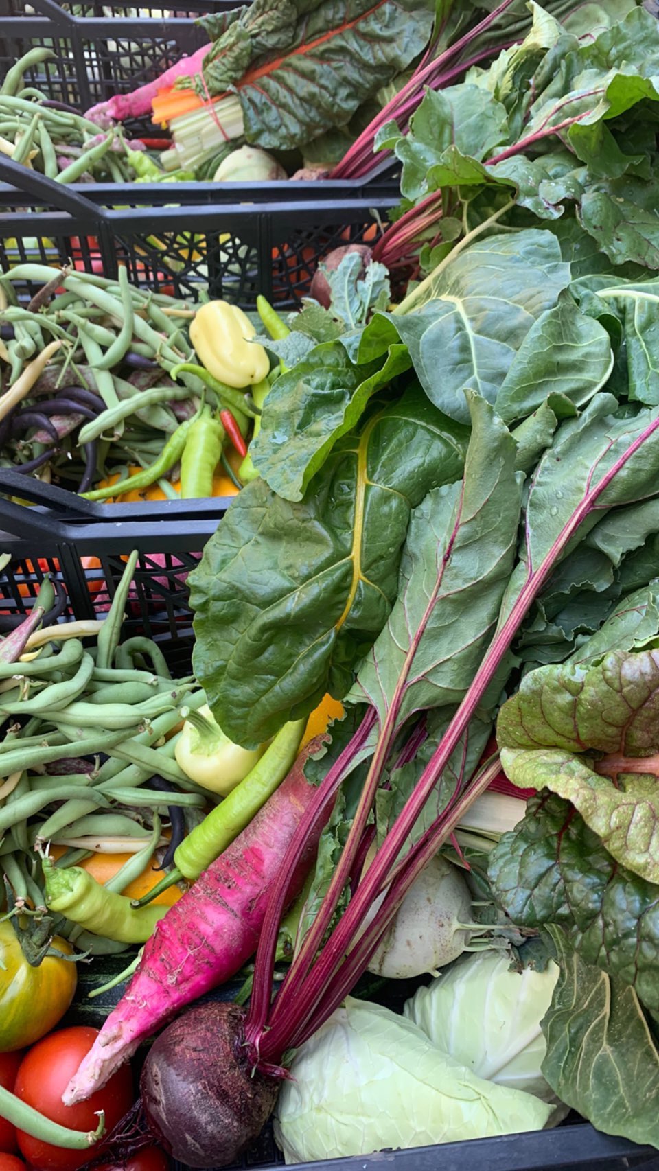 Die neue Saison steht voll in den Startlöchern und wir arbeiten schon fleißig daran für dich und deine Familie das Beste zu geben!
🟢Du bekommst volle Vielfalt und volle Nährstoffe, bei einem Geschmack den du aus Omas Garten kennst.
🟢Mach dir keine Gedanken um Pestizide und Spritzmittel; wir arbeiten MIT und nicht gegen die Natur !
🟢 Unverträglichkeiten und Intoleranzen gibt es so gut wie keine, wir pflanzen alte, nicht überzüchtete Sorten, die deinen Körper mit allem Wichtigen versorgen
🟢 Spar dir jede Menge unnötigen Verpackungsmüll, du bekommst dein Gemüse in einer Tauschkiste
🟢 Nutze den Bildungswert auch für deine Kinder, bei uns bekommst du Gemüse, dass du in keinem Supermarkt zu kaufen bekommst
🟢 Trage einen aktiven Anteil bei zu einer stärkenden Zukunft der nächsten Generation !!!
Schau dir uns und unsere Einstellung an, wofür wir stehen und wohin uns unsere Ziele führen.
Auch dir ist die Zukunft der nächsten Generationen wichtig und es ist dir nicht egal wie wir mit unserer Umwelt umgehen?
Dann melde dich gleich an und unterstütze uns auf unserem Weg etwas wunderschönes zu schaffen 🥰
Link in der Bio 😉
#permakultur #passau #regional #farmlife #bauernhof #landkreispassau #bio #vielfalt #gesund #gemüse #zukunft #kinder #kids #bildung #klima #mom #mama #vilshofen #gemüsekiste #kochen #ernährung #vitamine #healthy #körper #nährstoffe #windorf