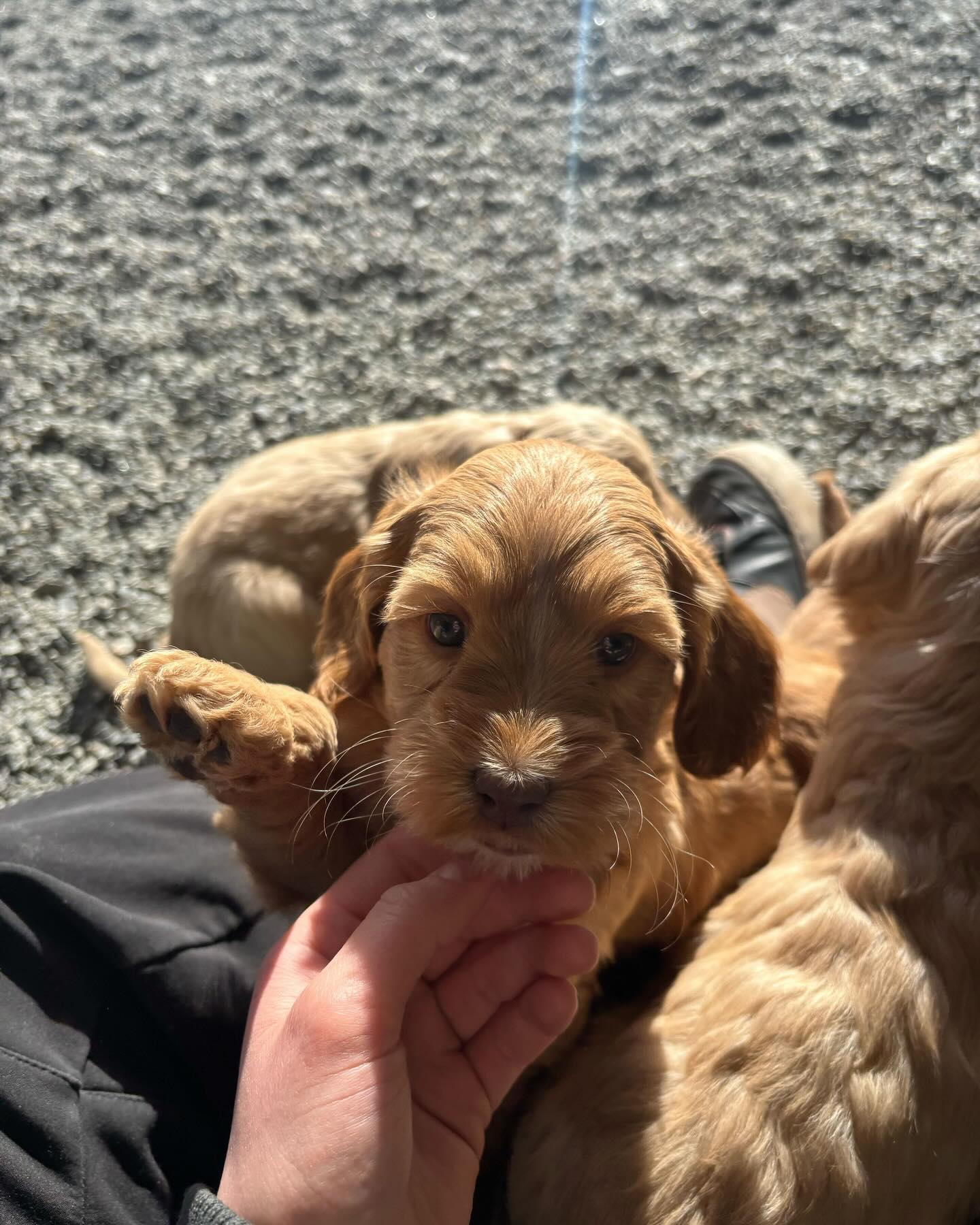 Deilig med litt vår☀️🐶 #puppy #puppies #puppiesofinstagram #australiancobberdog