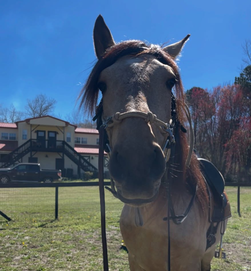Today I rode my almost 4 year old (bday is in april) stallion for the first time “off leash”. We worked in the arena for a total of 7 minutes. And all we did was walk off, stop and work on turning and changing direction. He got it down in 7 minutes and was comfortable, happy, relaxed and engaged so I hopped off (took some cute pictures, or at least tried to lol) and walked out to untack him.
Could I have done more? Sure…but what would the reason for that be? It would solely be to satisfy something within myself and not be productive for him in any way. So genuinely, what would be the point?
While I have made the investment into Manny starting from when I brought him home as a weanling to set him up for success when we were to start ridden work, I still cannot and will not take him for granted and push him even an inch beyond what he is ready for. And because of that, he has been a wonderful horse to start! He has not gotten insecure or unconfident about anything that we have done and has been willing every step of the way.
And this has always been my intention with him since bringing him home. We aren’t in a rush to go anywhere other than wherever we need to be in every interaction. He is my friend above all else and honoring our relationship and who he is as an individual is what earned his trust ❤️