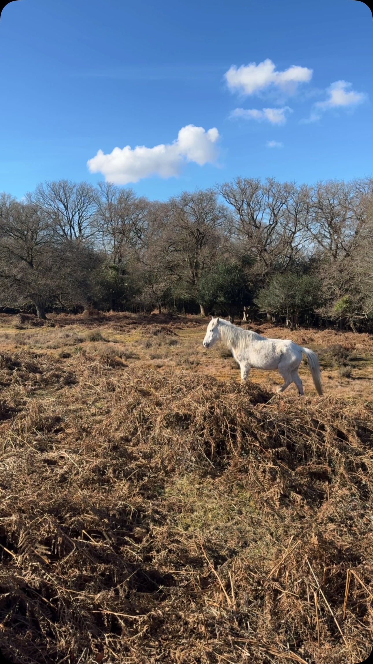 A beautiful morning in the New Forest ☀️ Some of the ponies are making the most of the sunshine near Red Shoot Camping Park 🐴🌿 #NewForest #MorningViews. Have you booked for this year yet? 🙌🏻
