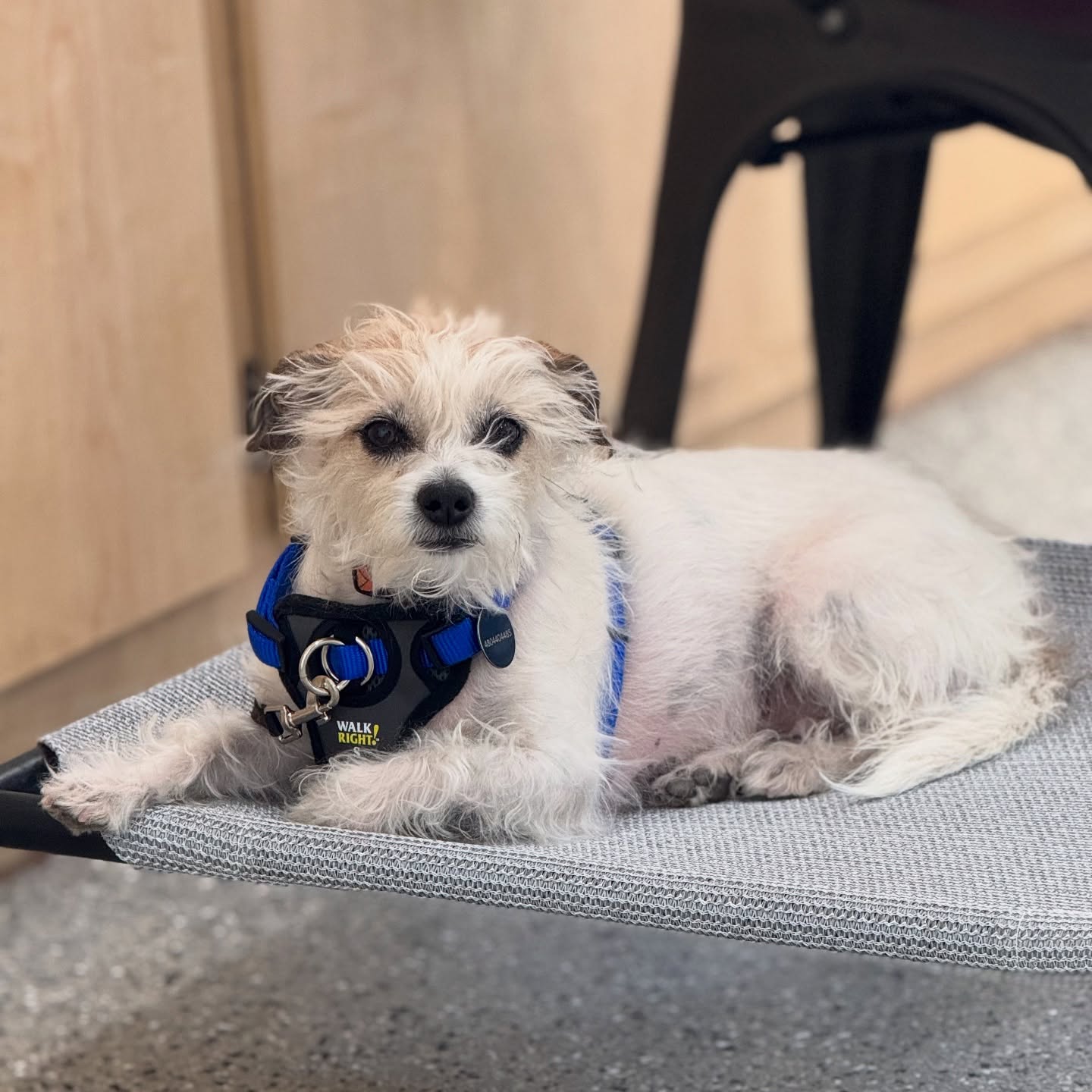 šš¾ Huge congratulations to Moji for passing his Canine Good Citizen (CGC) Test! šš¾
Weāre so proud of this talented pup who has shown incredible dedication and growth through our Beginner, Intermediate, and Advanced Skills classes. From mastering basic commands to showcasing excellent manners, Moji has truly come a long way!
A big shoutout to his amazing human for all the hard work and commitment. Keep shining, Moji! šš¶ #CanineGoodCitizen #ProudMoment #TrainingSuccess #bighousek9training #bighousek9trainer #casagrande #azdogs #positivereinforcementtraining #cgcdogtrainer #azdogtraining #azdogtrainer #positivereinforcement